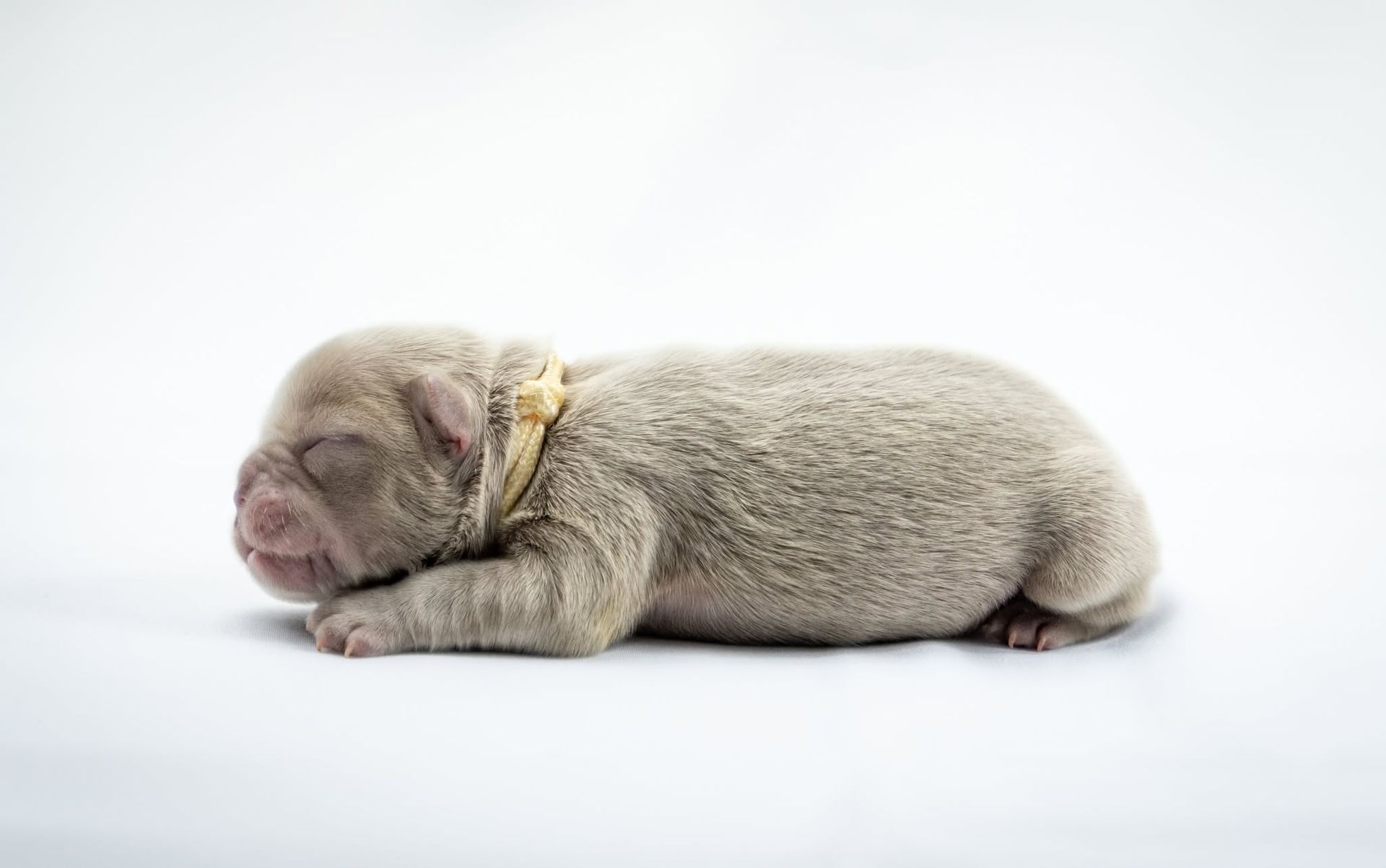 Sleeping newborn puppy with closed eyes, curled on a white background
