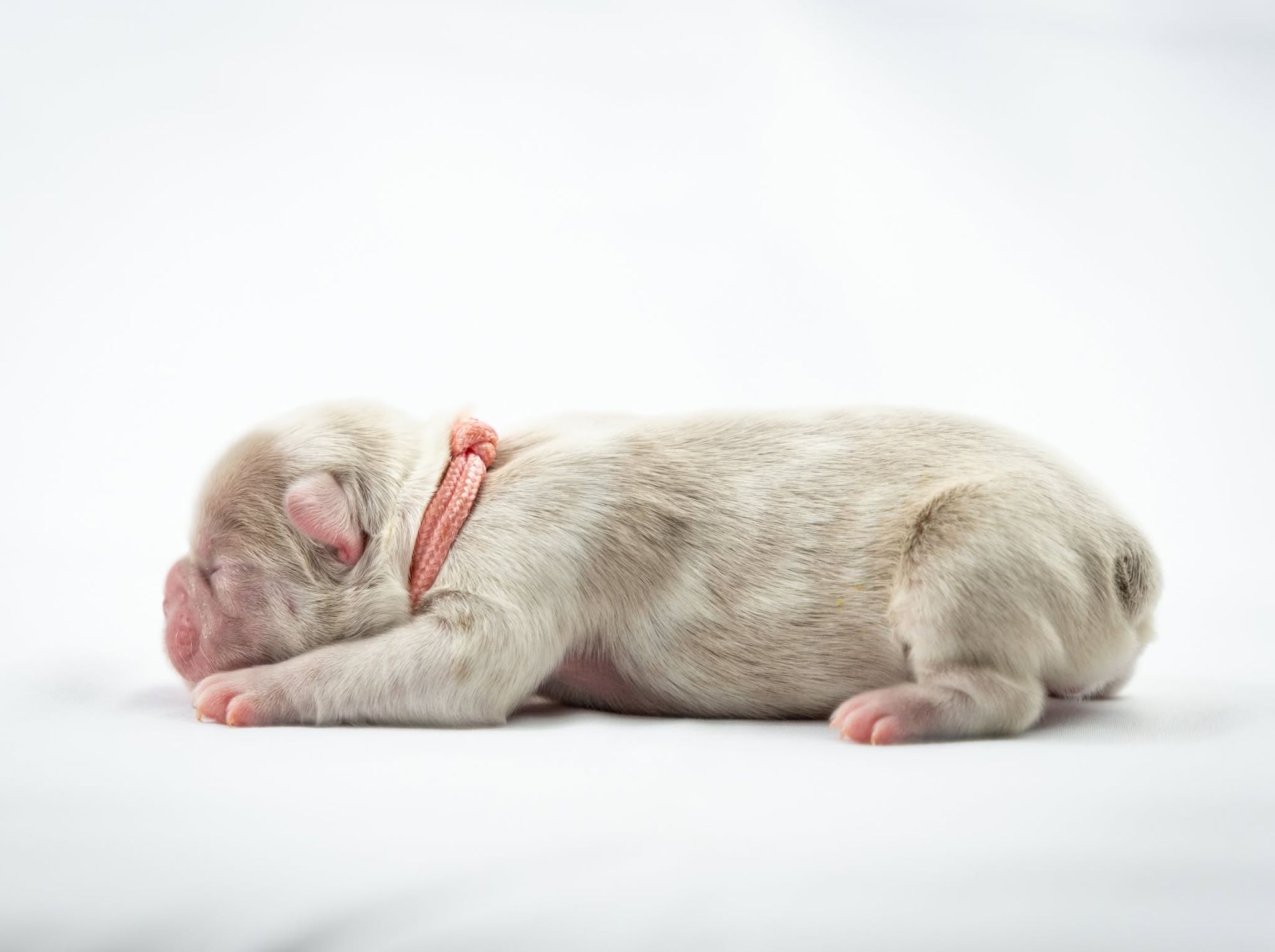 Newborn puppy sleeping on a white surface with a pink collar