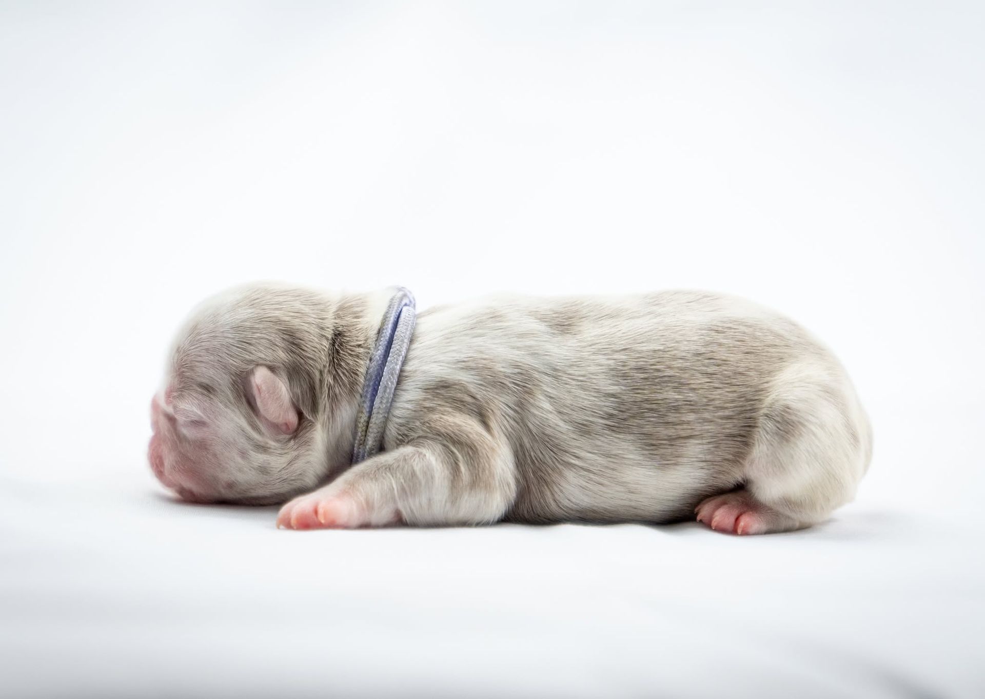 Newborn puppy sleeping on a white background