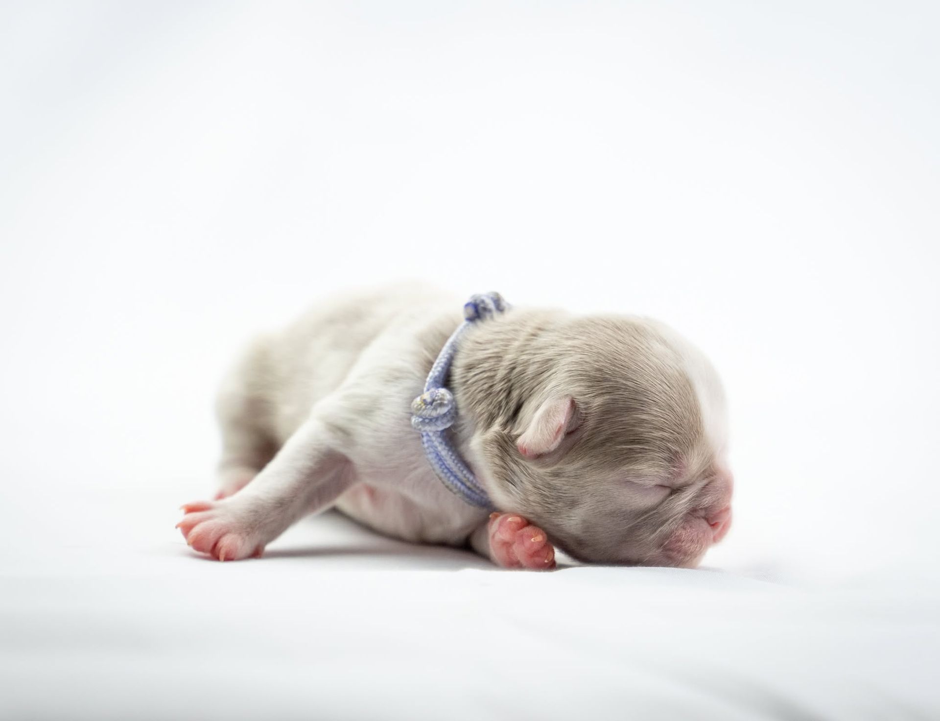 Sleeping newborn puppy in a gray harness on a white background