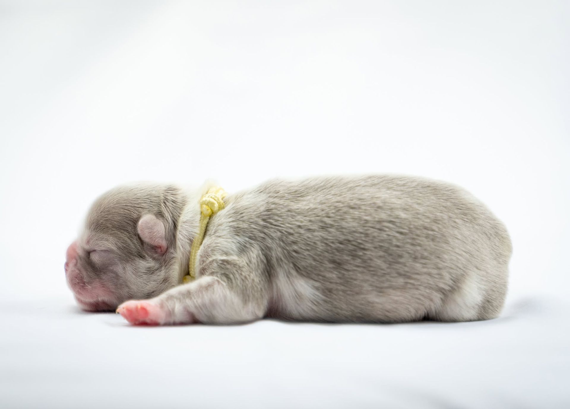 Sleeping gray puppy with a yellow ribbon, curled on a white background