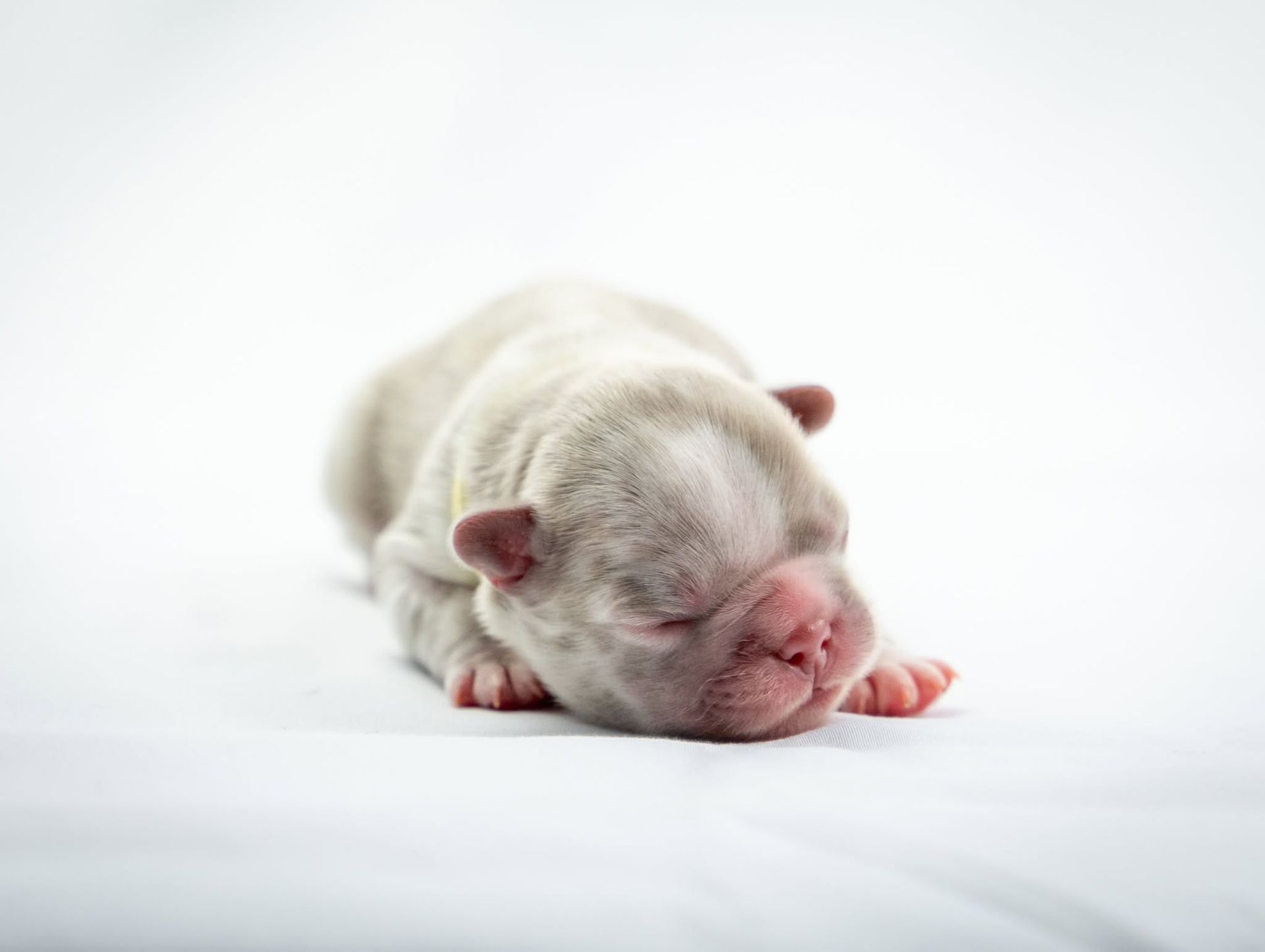 Sleeping white puppy on a white background