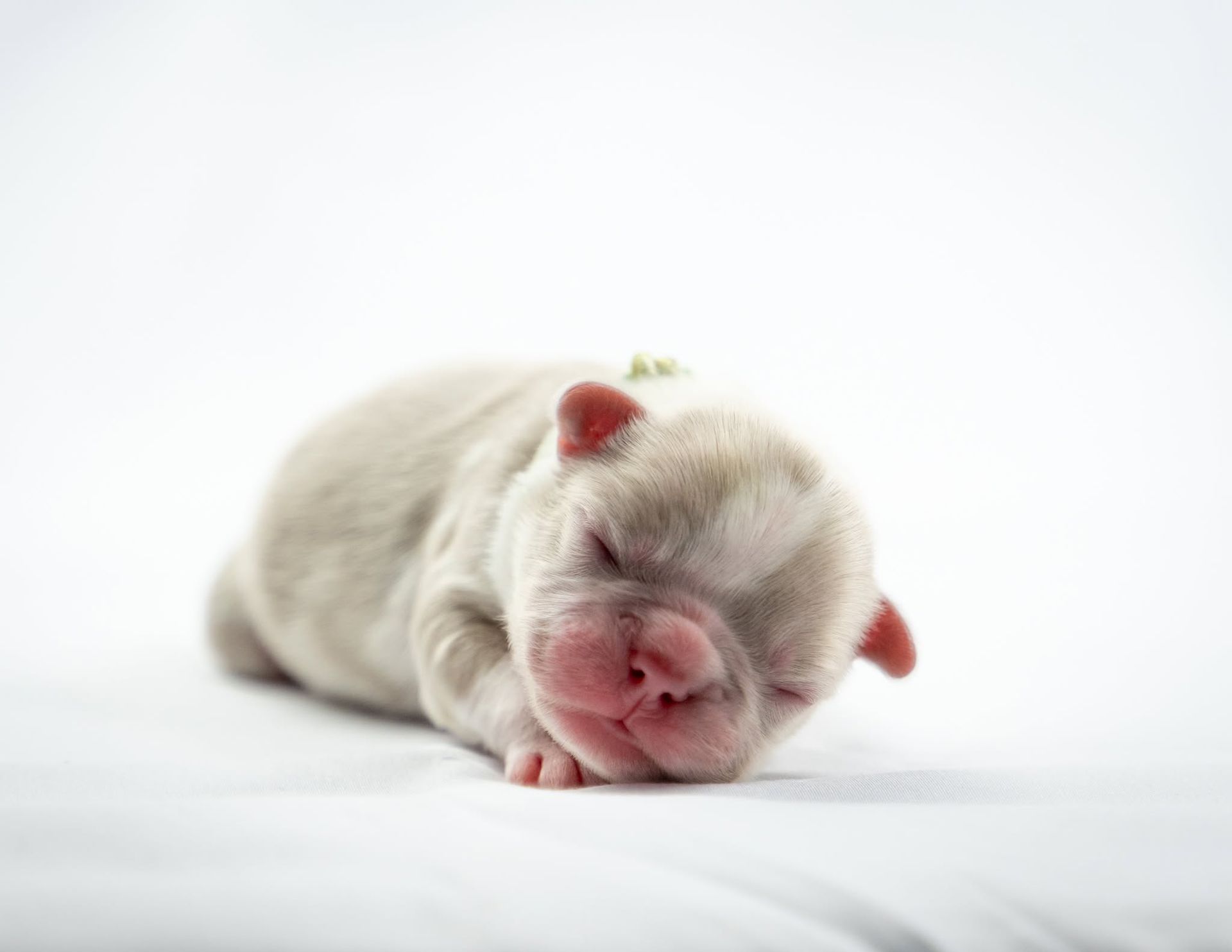 Newborn white puppy sleeping on a white background