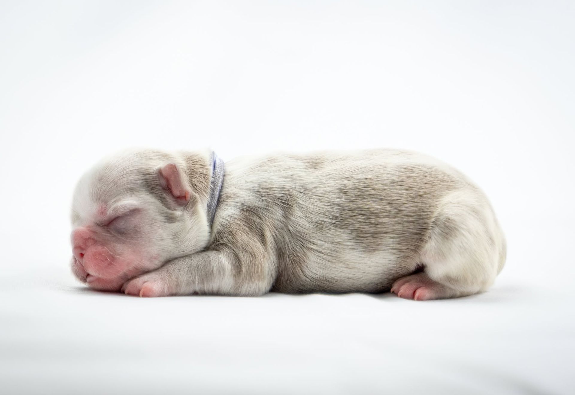 Newborn puppy sleeping on a white background
