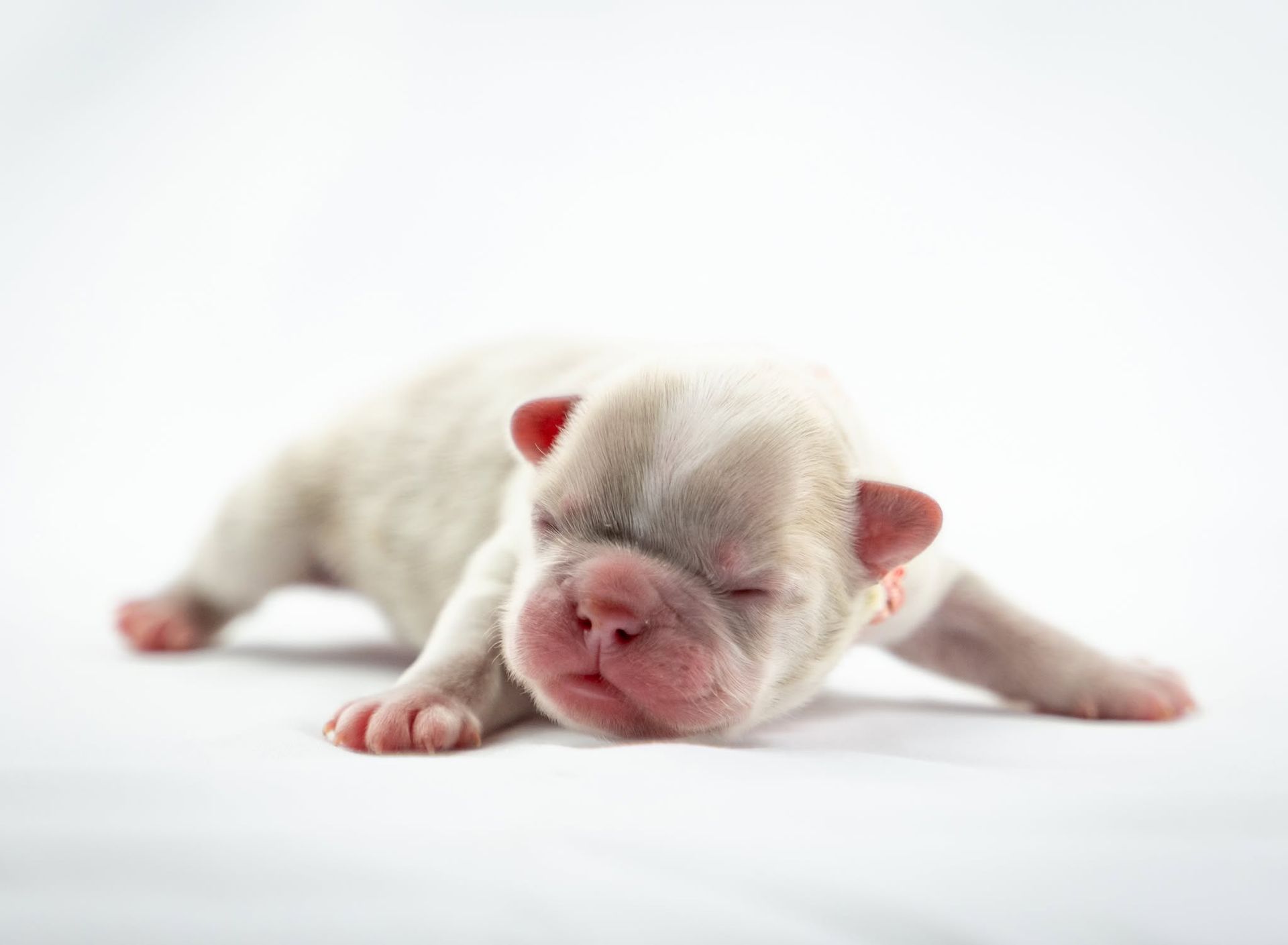 Sleeping newborn puppy with closed eyes, pale cream fur, and pink nose on a white background