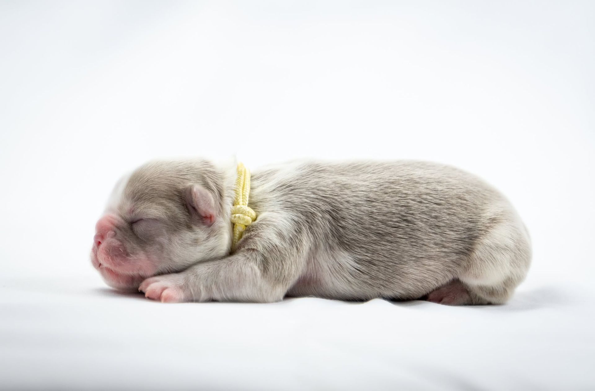 Newborn puppy lying on a white surface with a yellow ribbon collar
