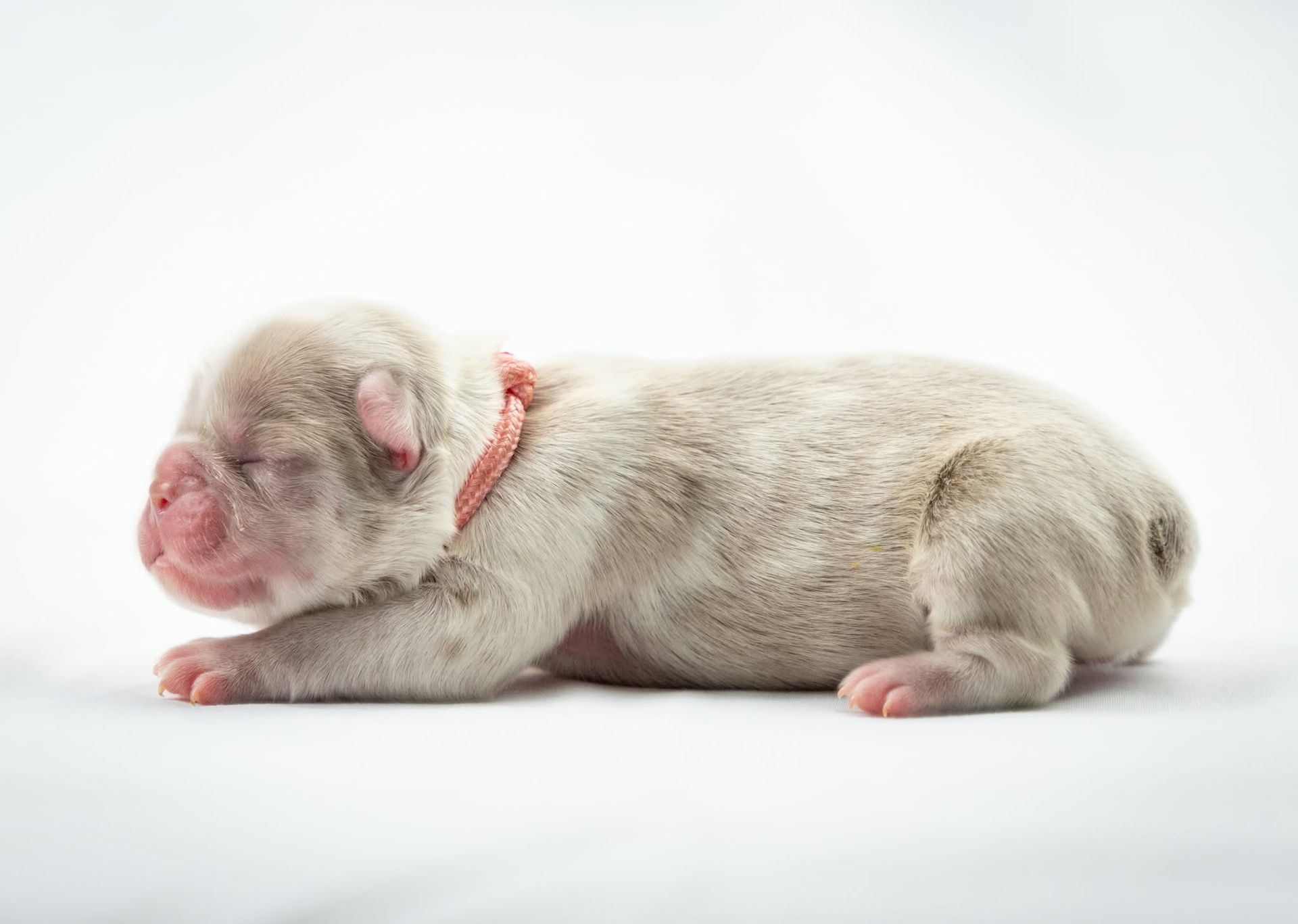 Newborn puppy lying on its side with eyes closed, wearing a red collar on a white background
