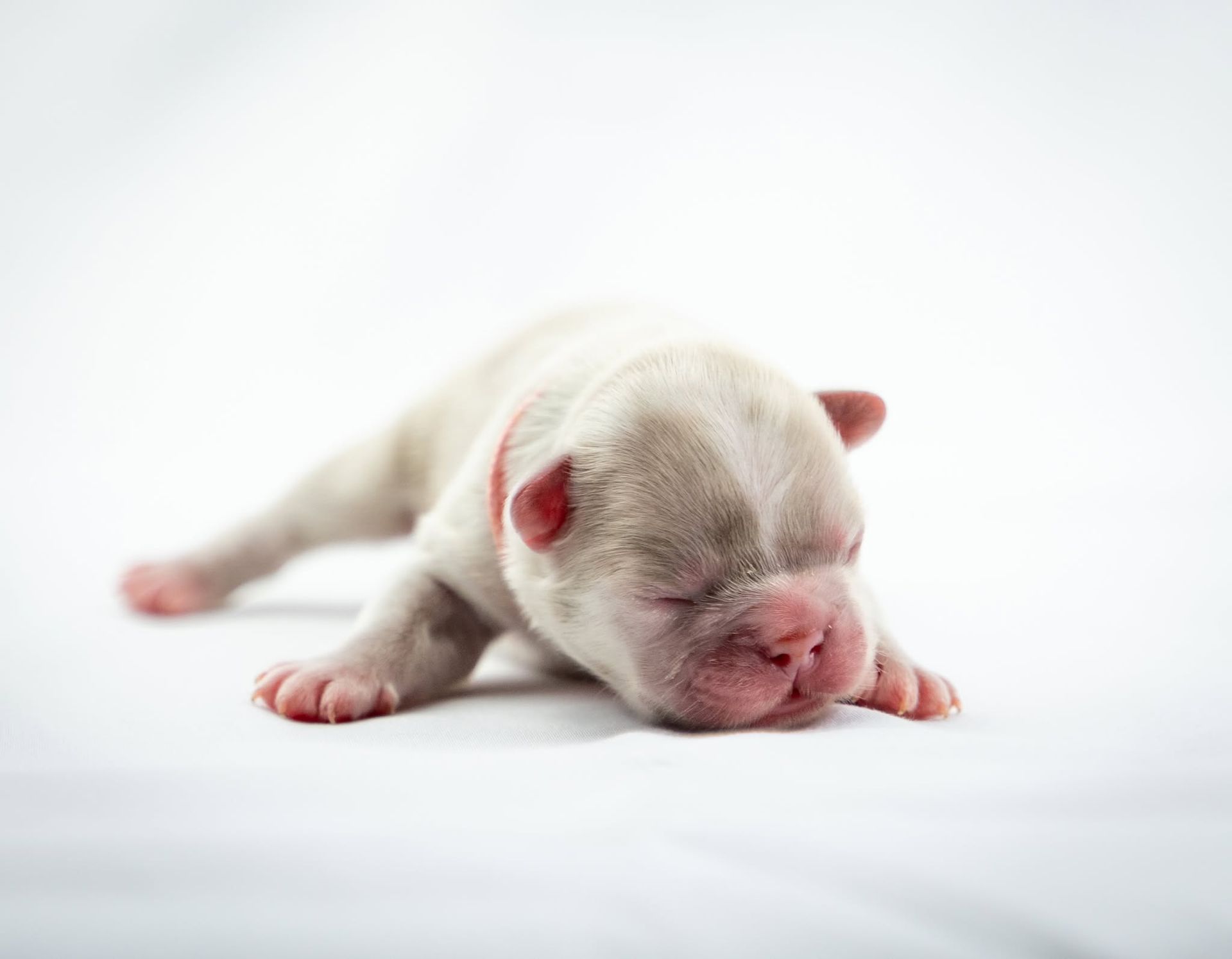 Sleeping newborn puppy on a white background, curled with eyes closed.
