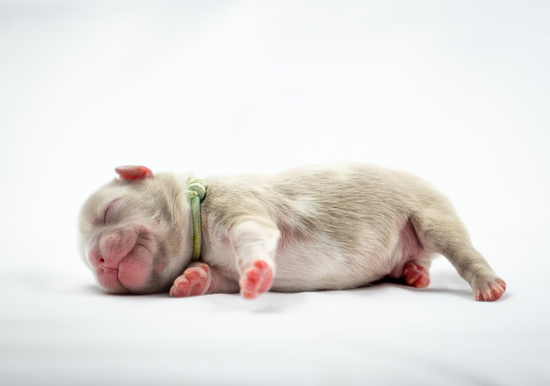 Sleeping newborn piglet with pink snout and hooves on a white background