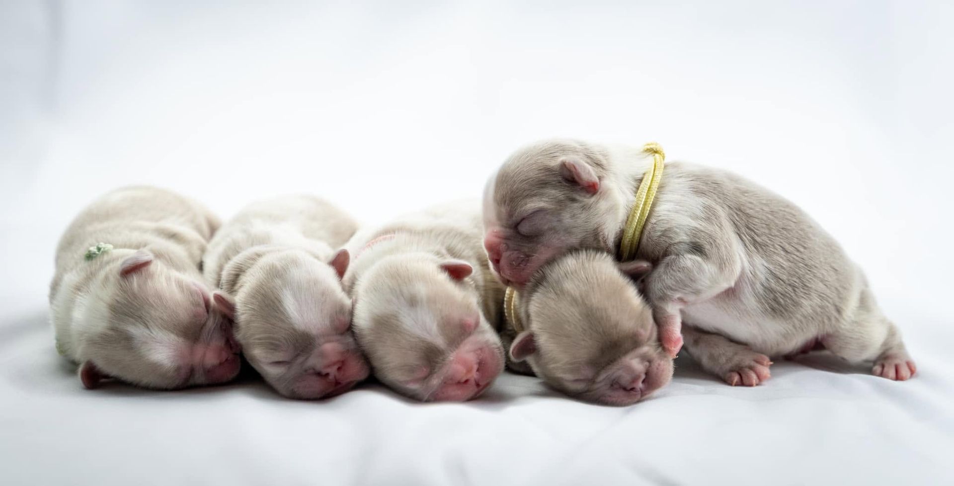 Four sleeping newborn puppies huddled together on a white blanket, one wearing a yellow collar
