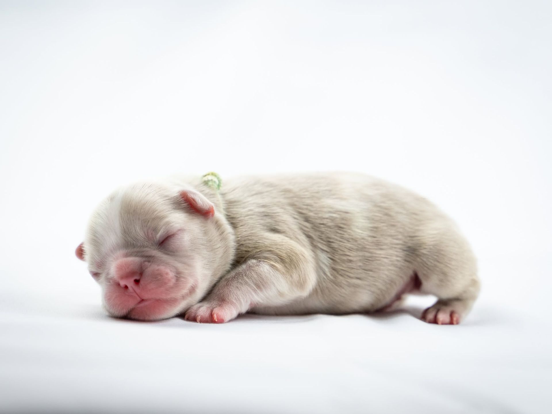 Newborn white puppy sleeping on a white background