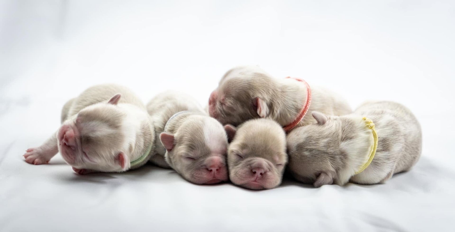 Four sleeping newborn puppies curled together on a white blanket with colored collars