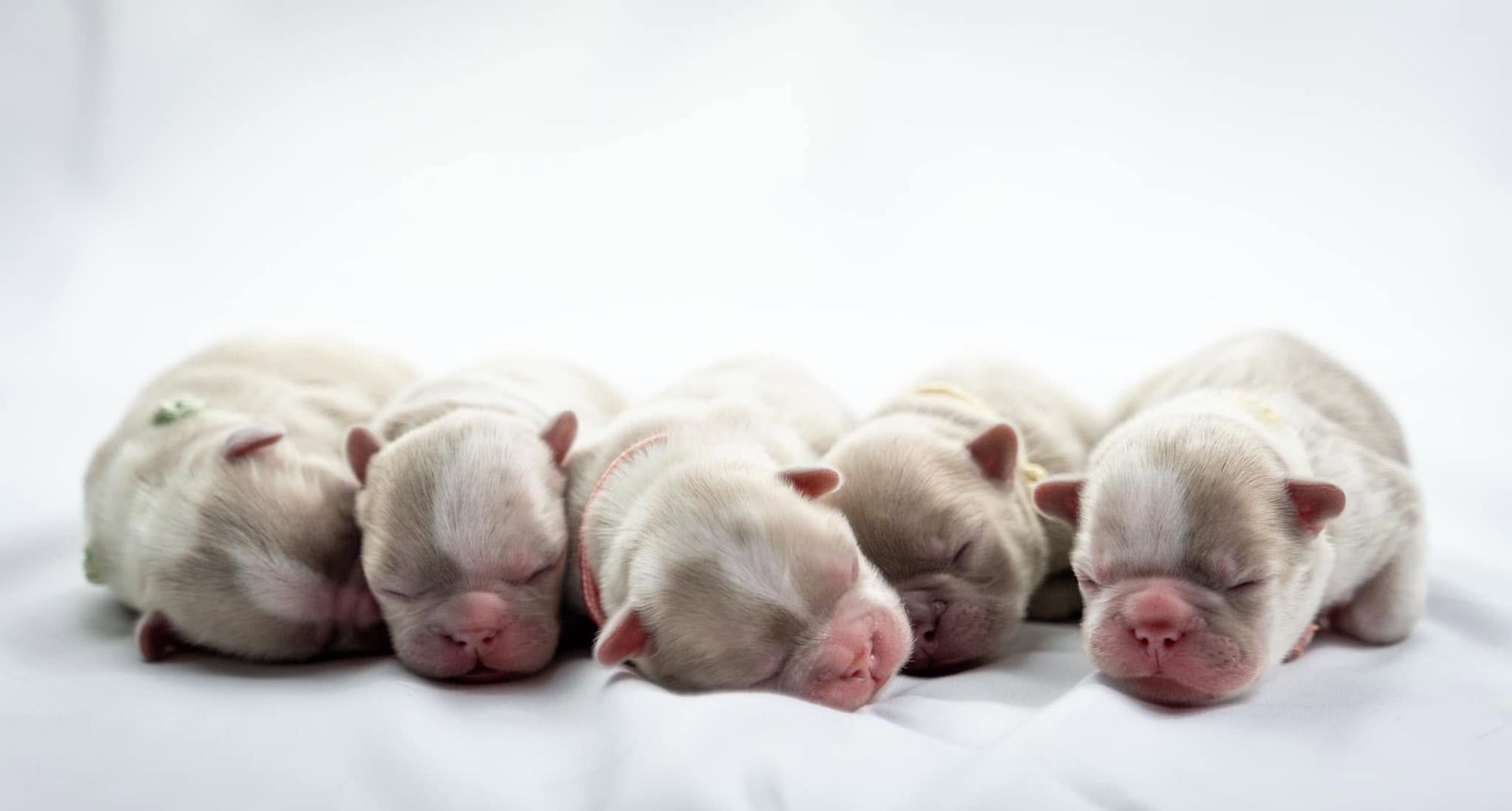 Four sleeping white piglets lying side by side on a white blanket