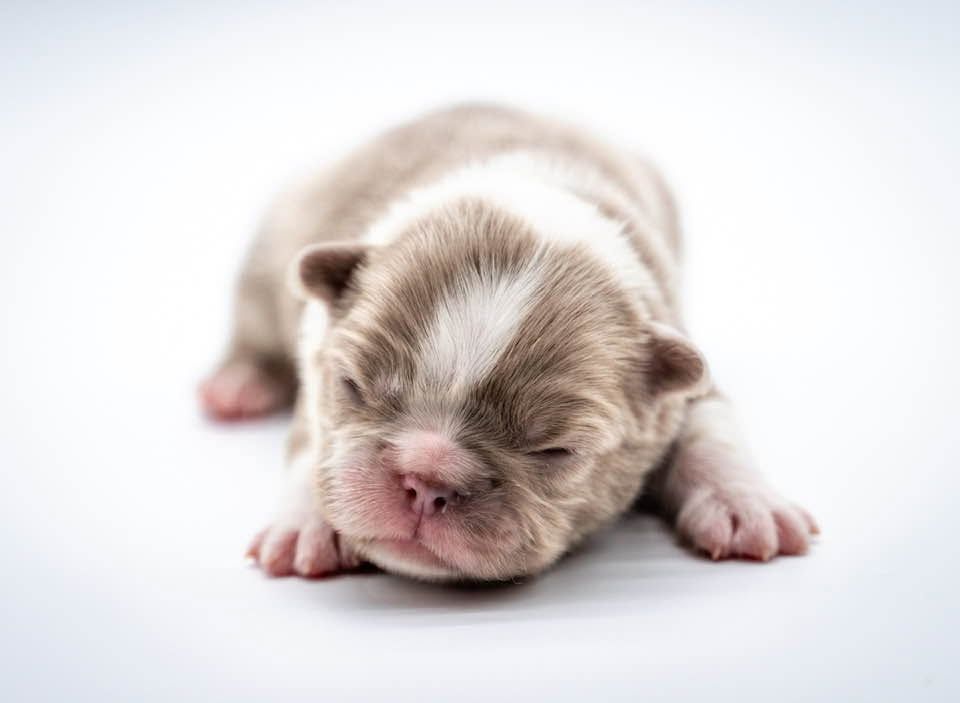 Tiny sleeping puppy lying on a white surface, with closed eyes and soft brown-and-white fur