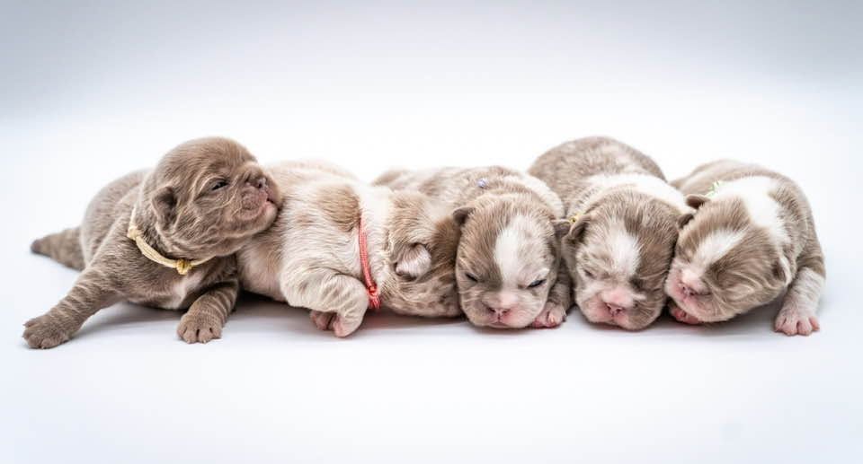 Five sleeping puppies lying in a row on a white background
