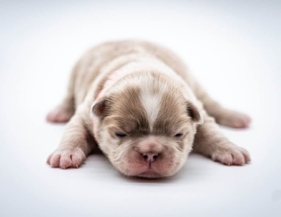 Newborn beige puppy lying on a white background with eyes closed