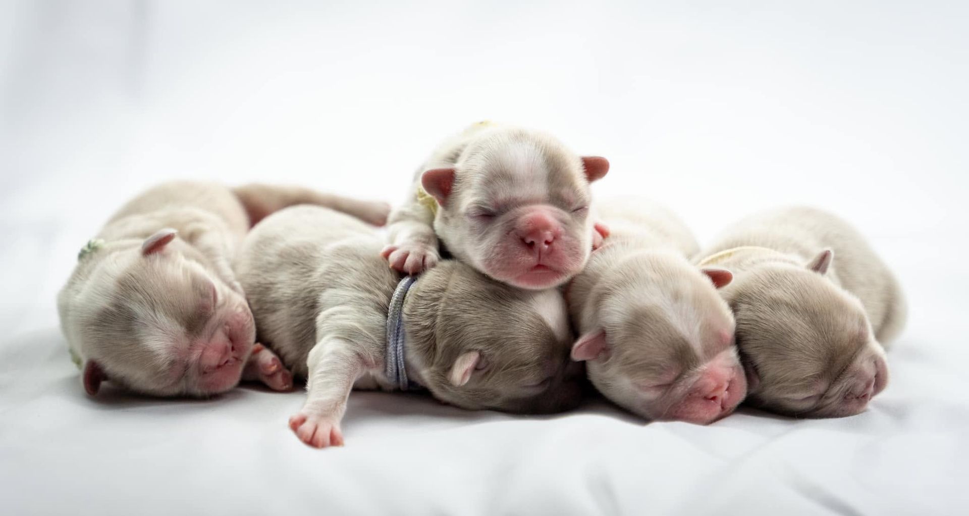 Newborn puppies sleeping in a pile on a white blanket