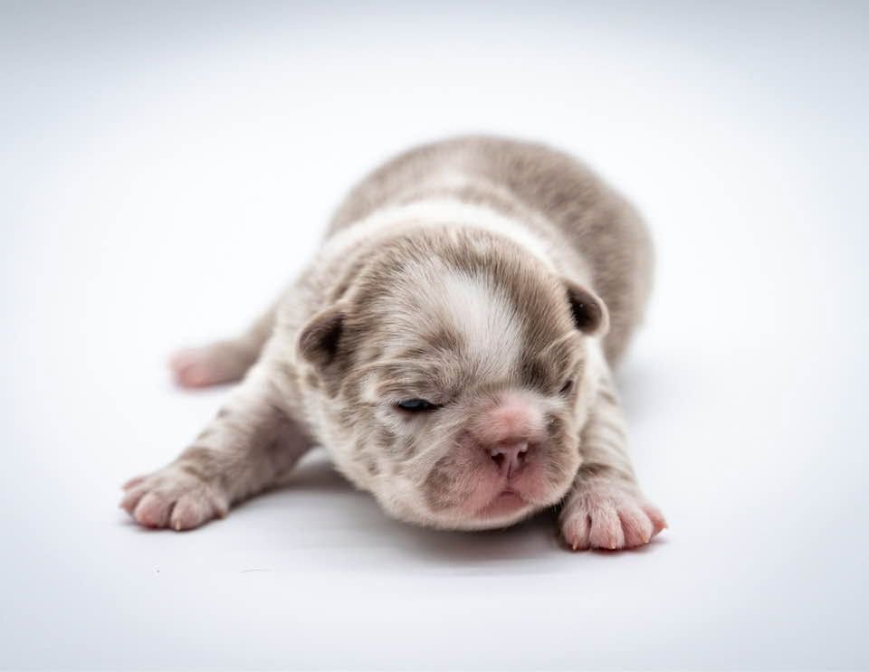 Newborn puppy lying on a white background, eyes closed and paws outstretched.