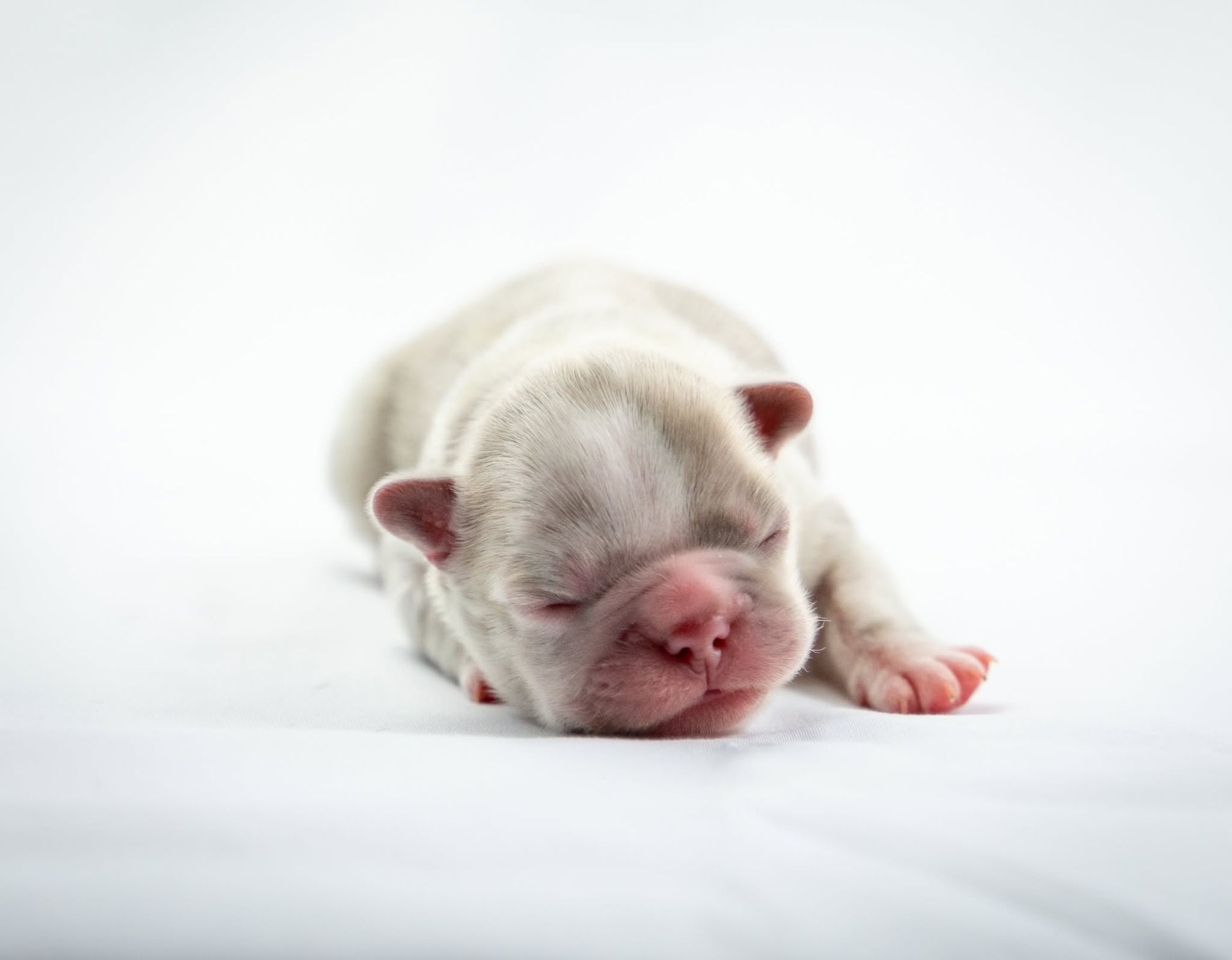 Sleeping white newborn puppy on a soft white background