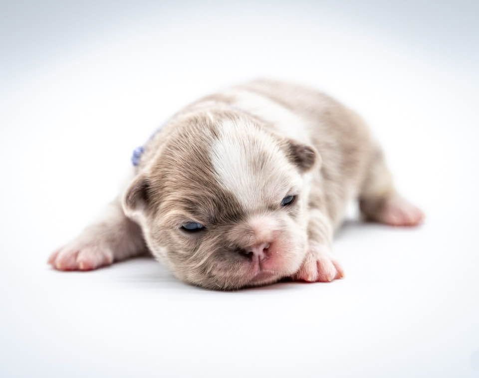 Sleeping newborn puppy on a white background, with light brown and white fur.