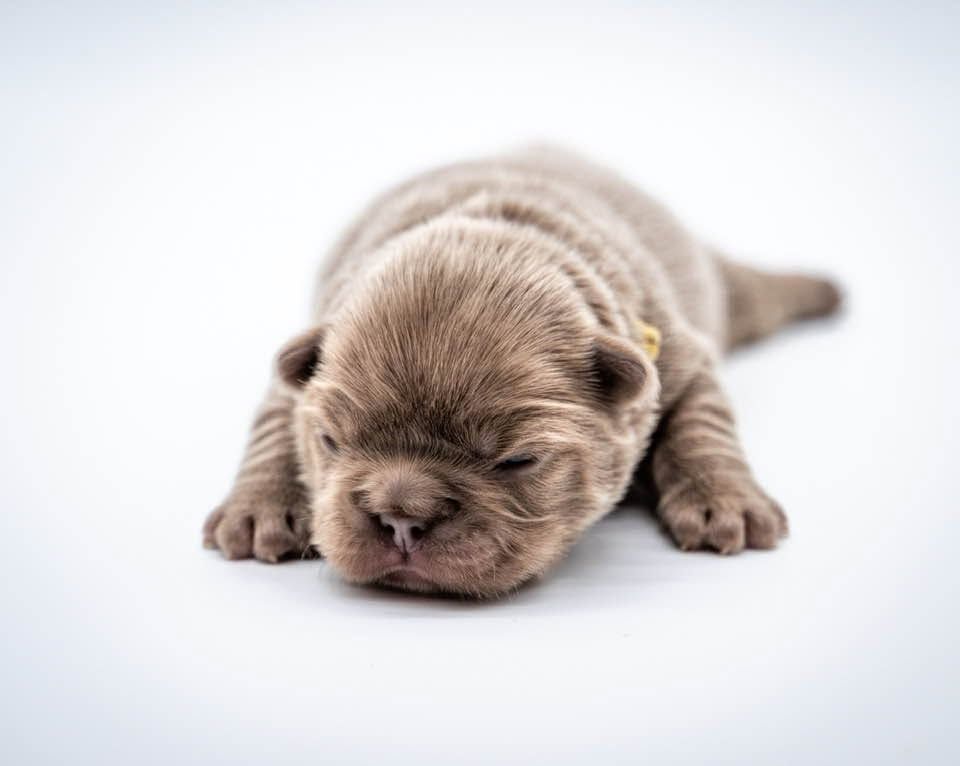Sleeping brown puppy lying on a white background