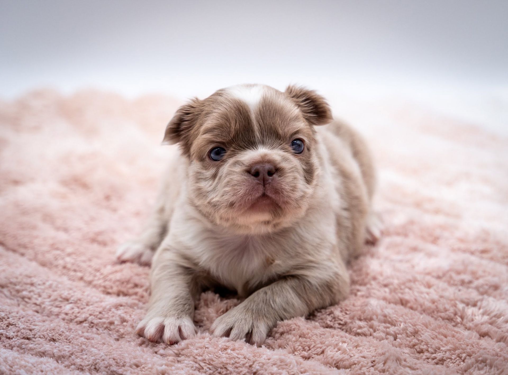 Small brown-and-white puppy lying on a soft pink blanket, facing the camera.
