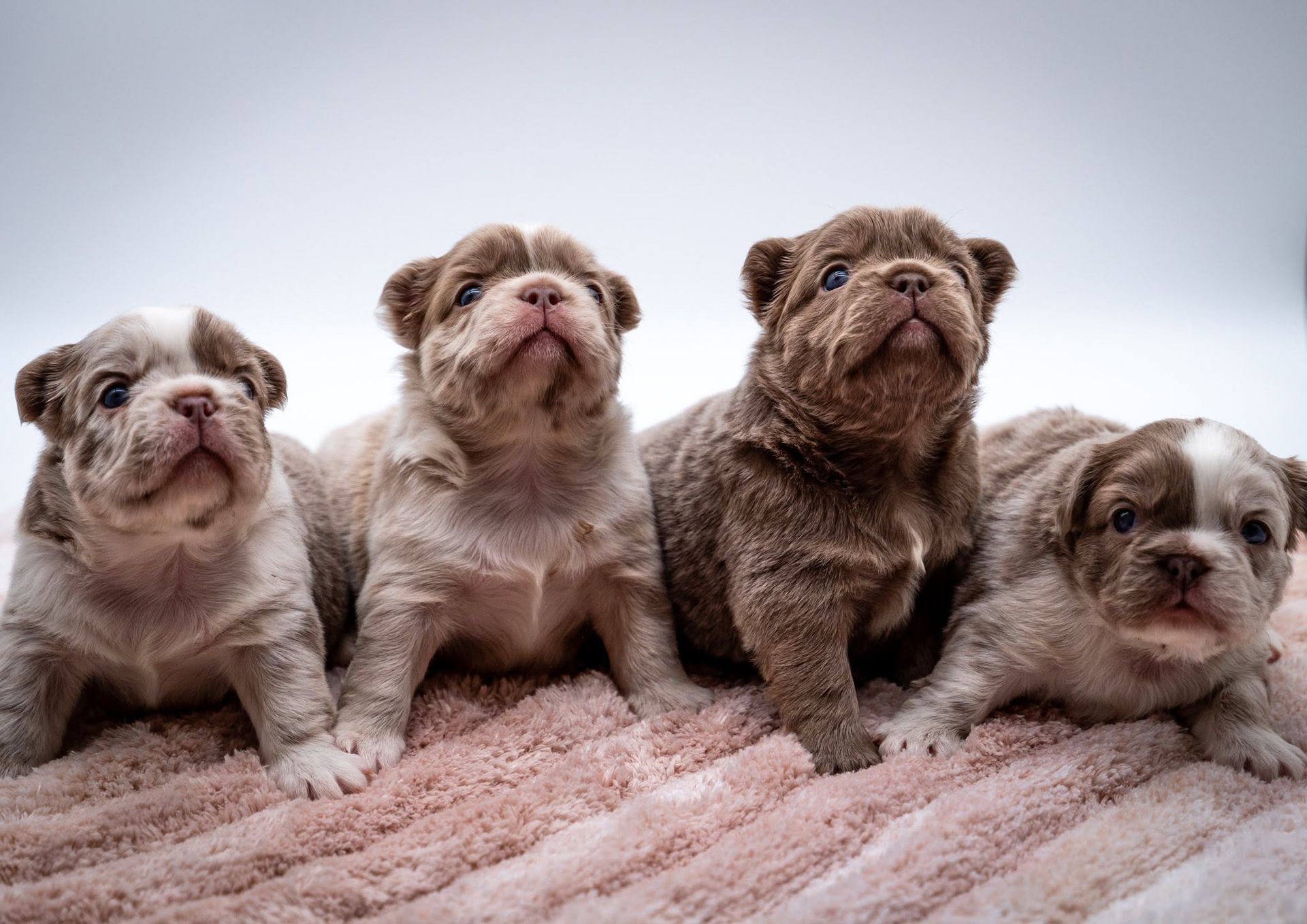 Four fluffy bulldog puppies sitting on a soft rug, looking up at the camera.