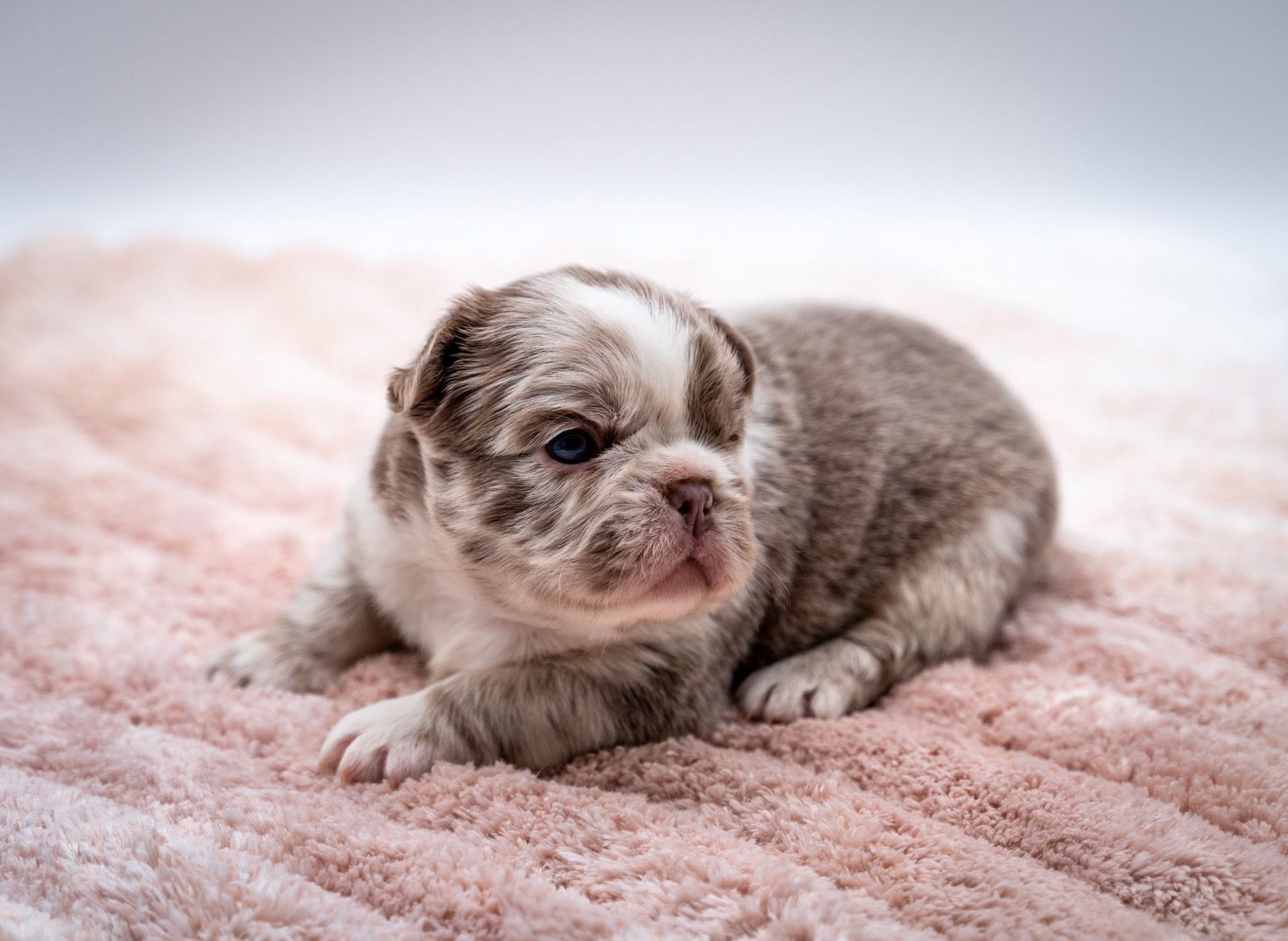 Small brown-and-white puppy lying on a soft pink blanket