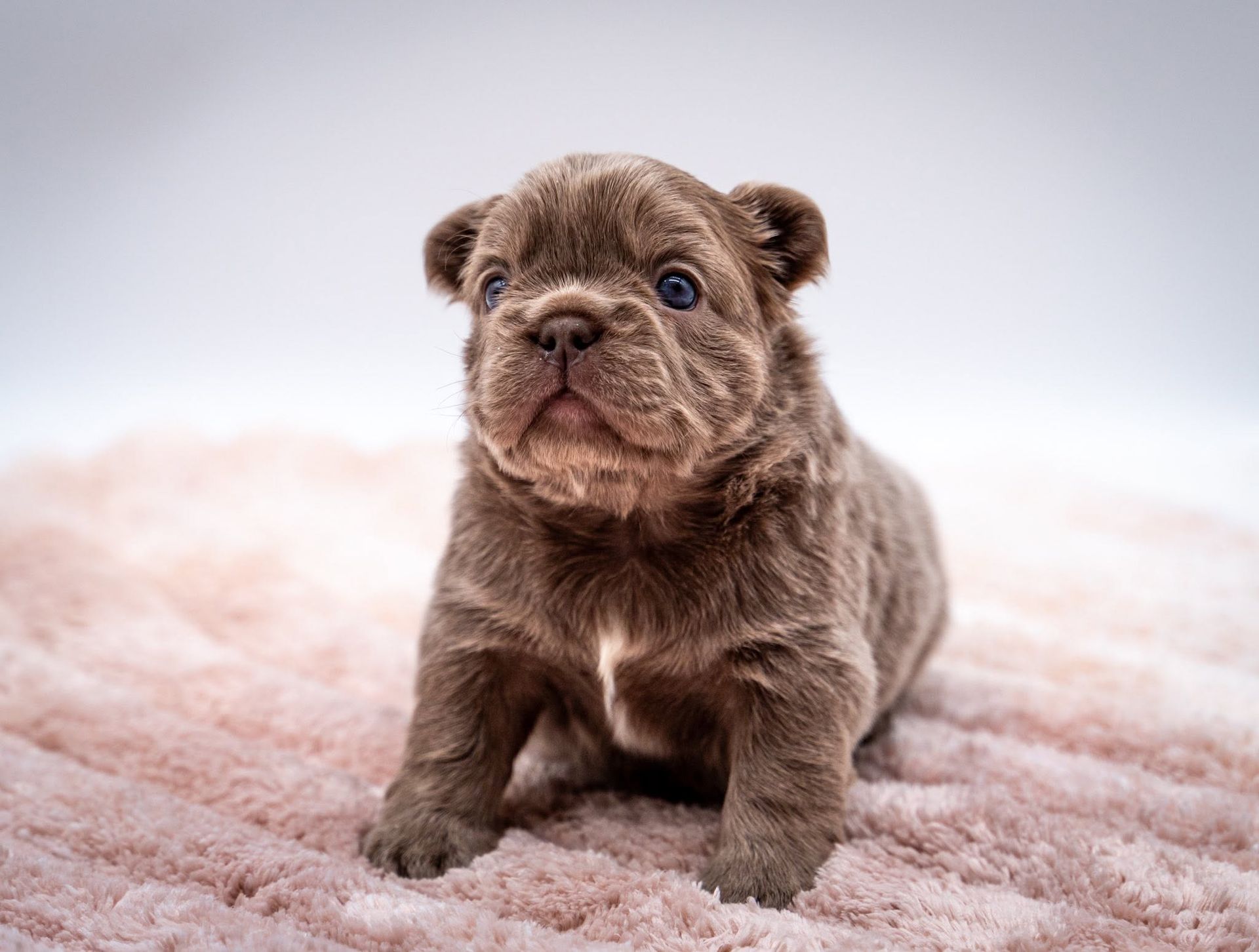 Small brown puppy sitting on a soft pink blanket, looking forward with a curious expression