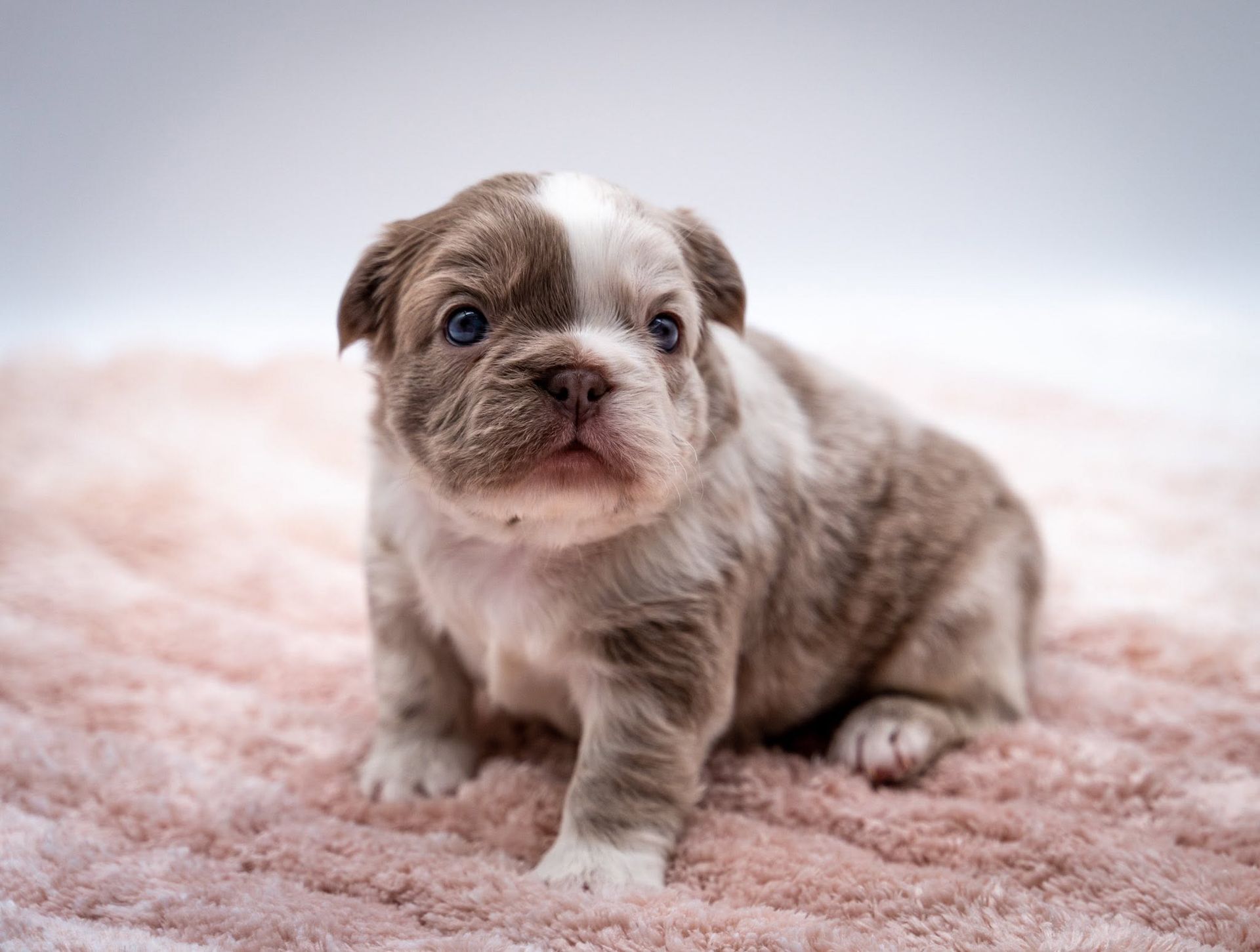 Tiny brown-and-white puppy sitting on a soft pink rug, looking at the camera.