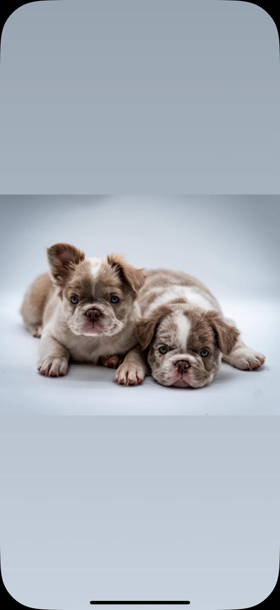 Two fluffy brown-and-white puppies lying side by side on a light gray surface