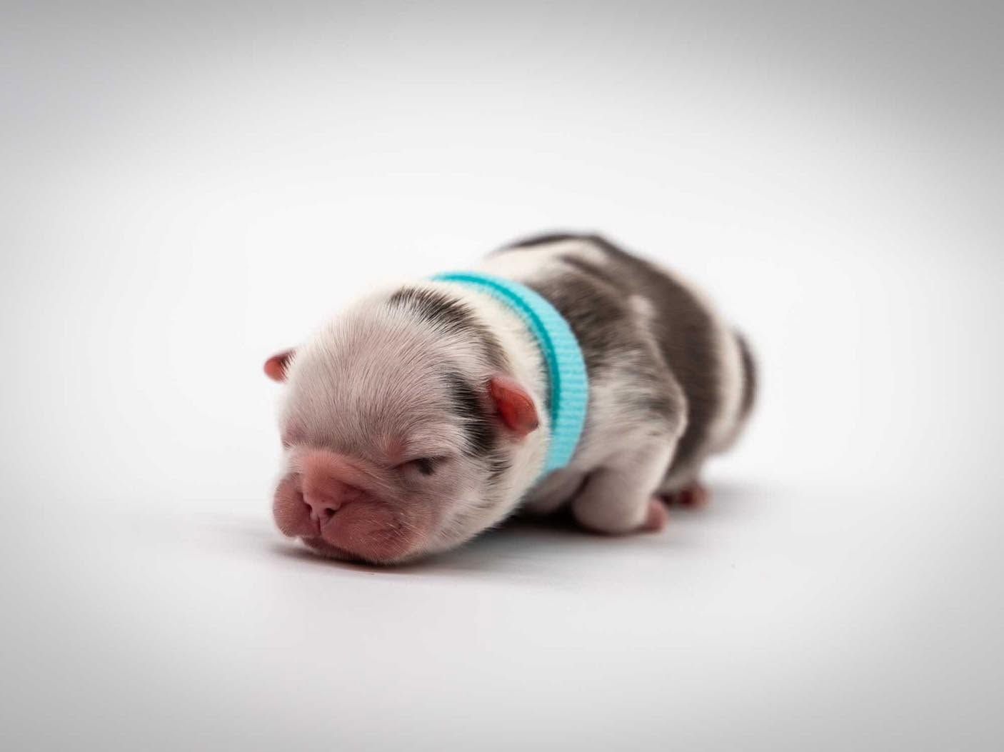 Newborn puppy with a blue collar lying on a white background