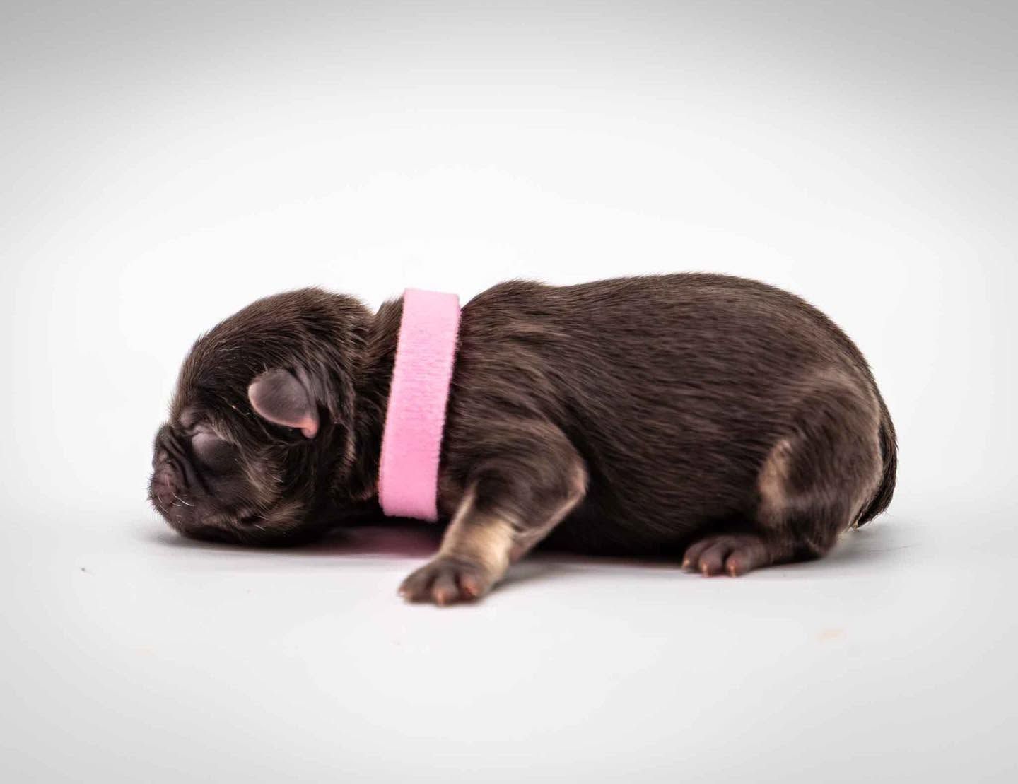 Sleeping black puppy wearing a pink collar on a white background