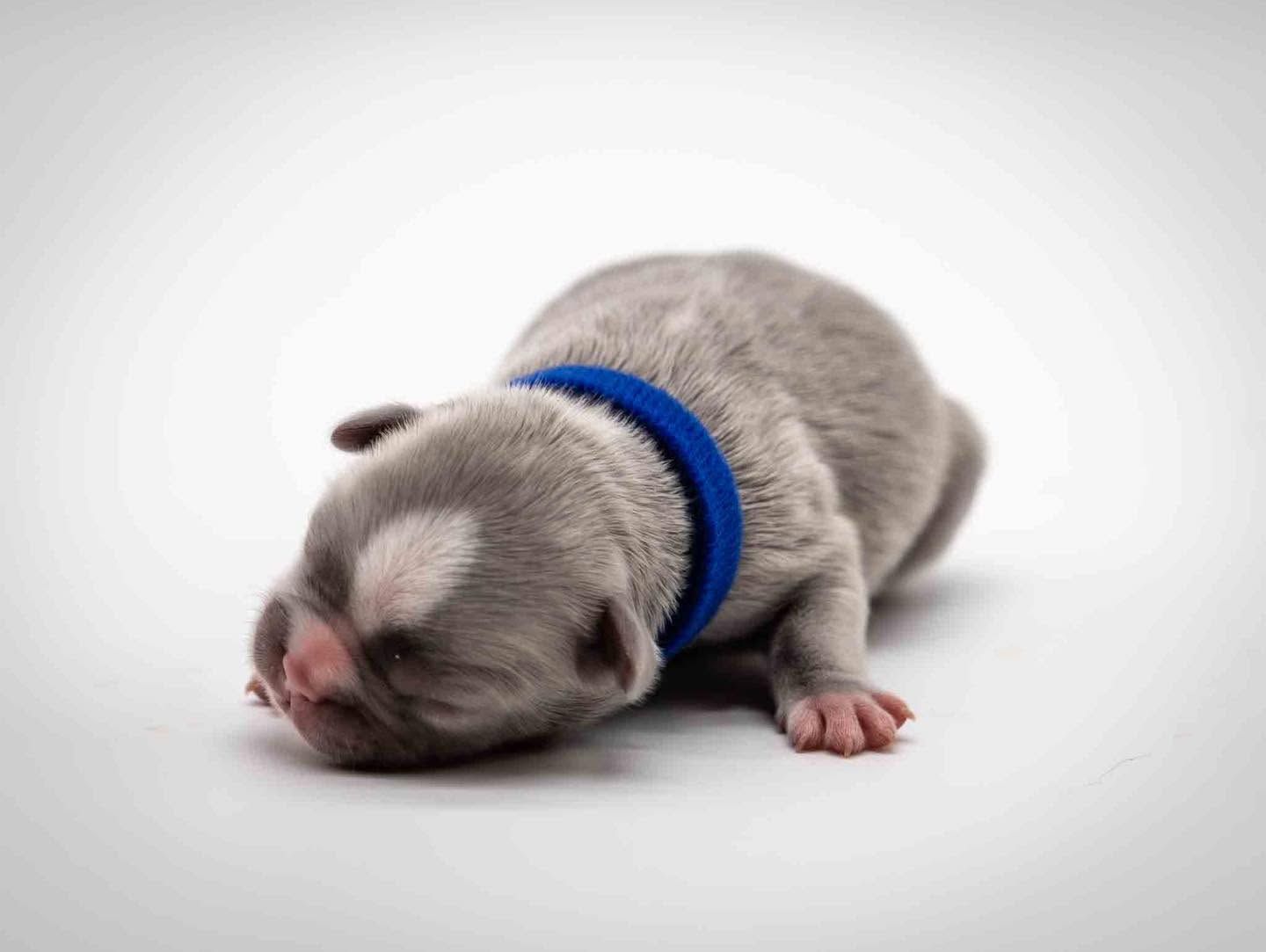 Newborn gray puppy with blue collar sleeping on a white background