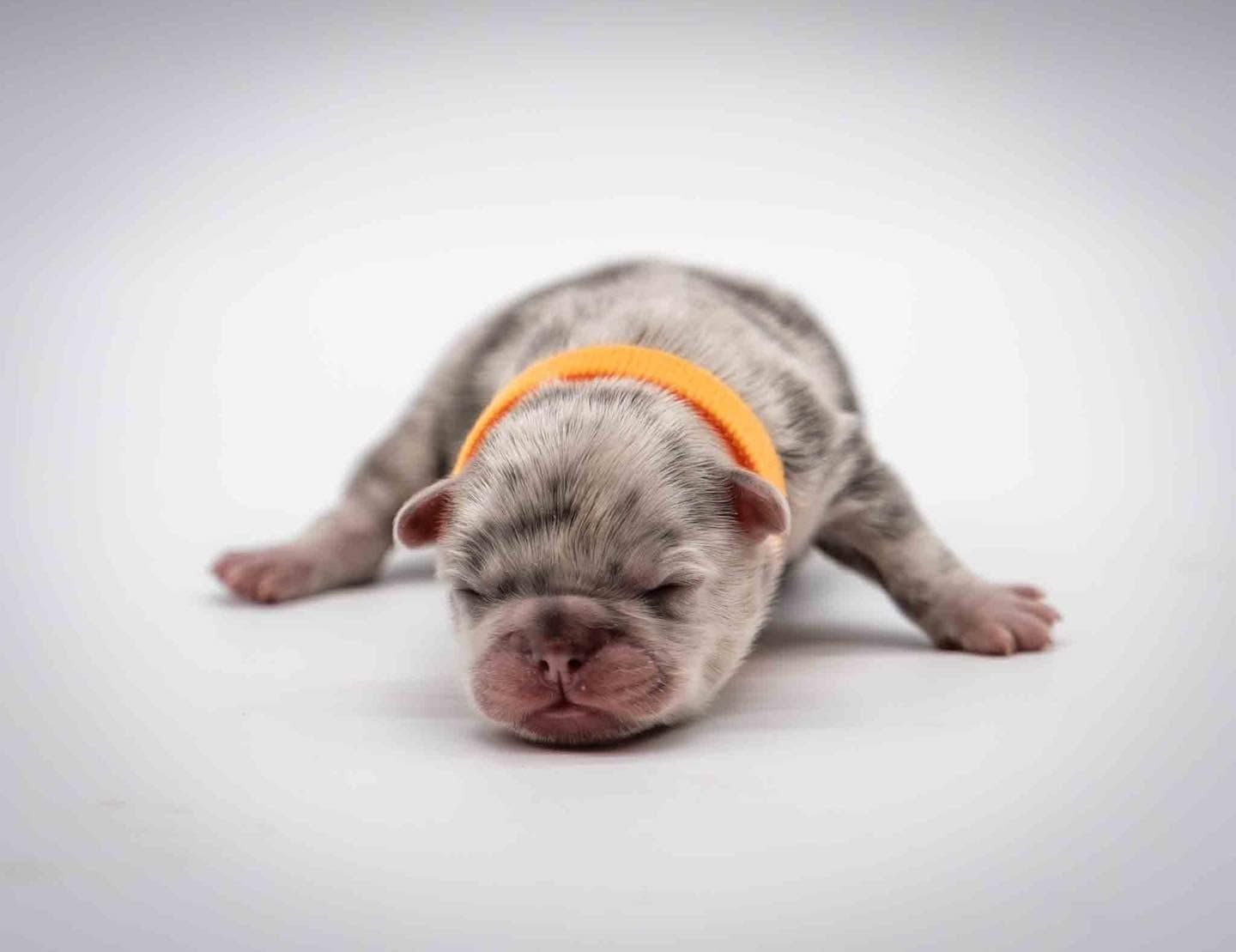 Newborn puppy with orange collar lying on white background