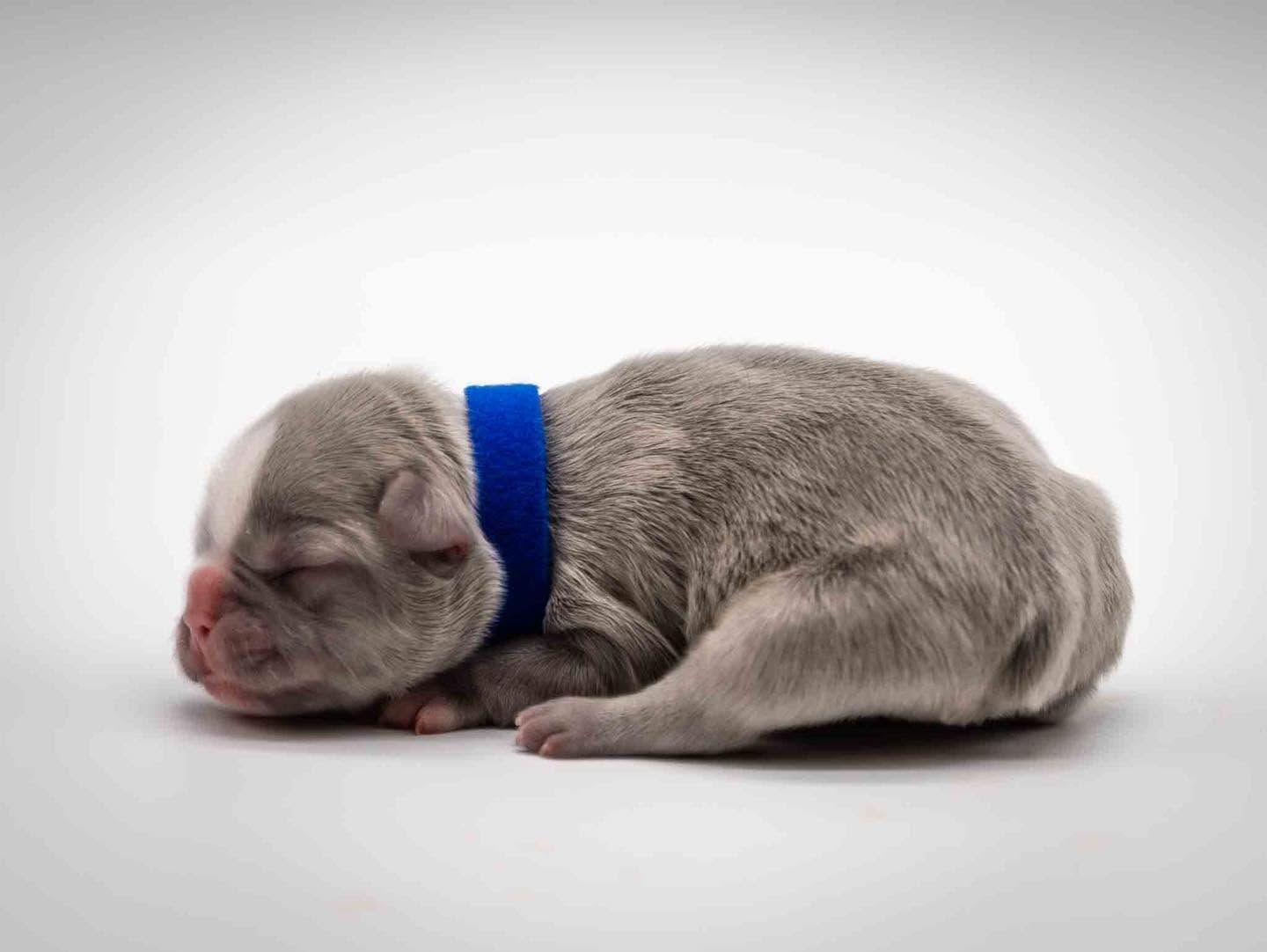 Sleeping newborn puppy with a blue collar on a white background