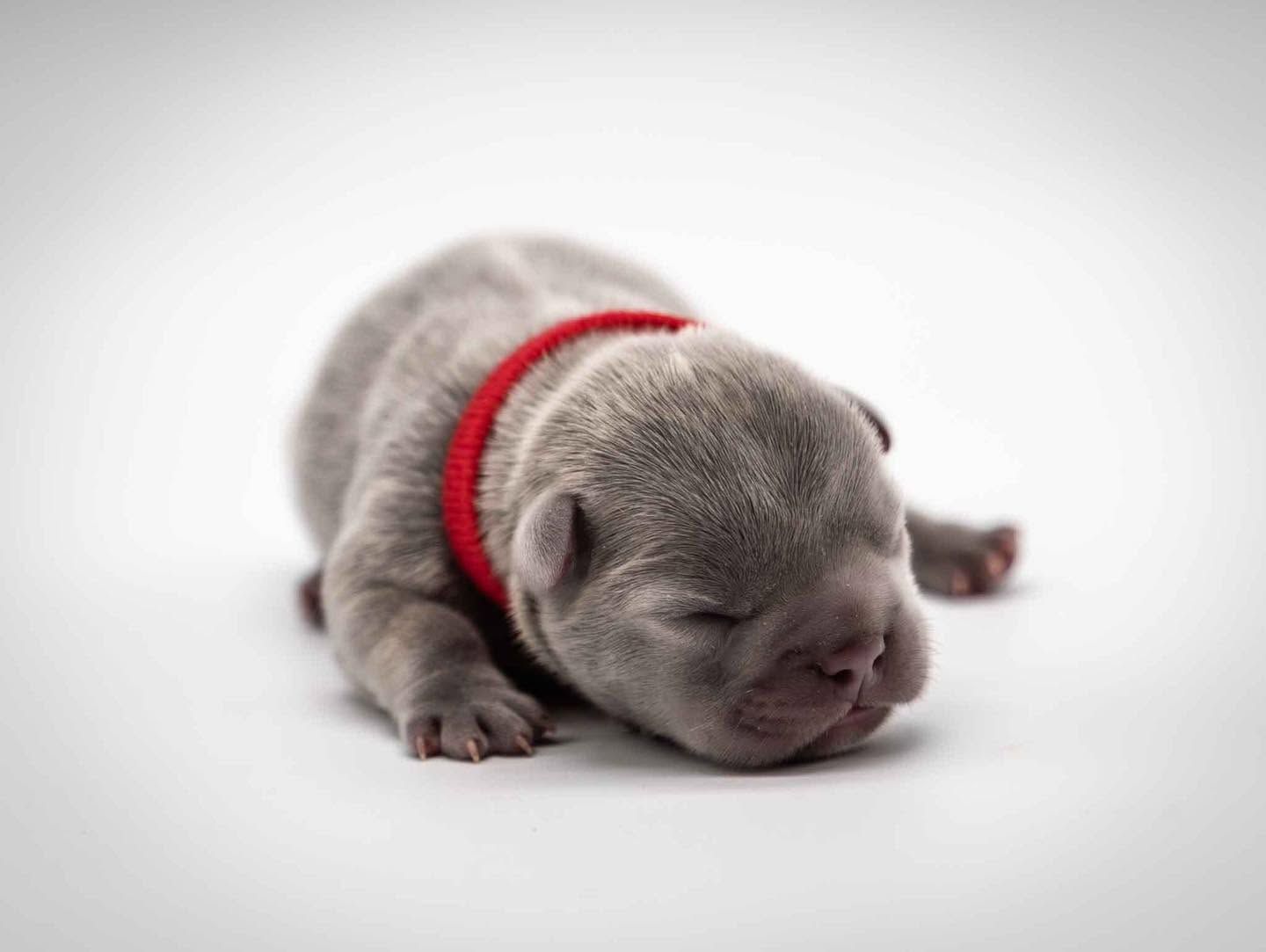 Sleeping gray puppy with a red collar on a white background