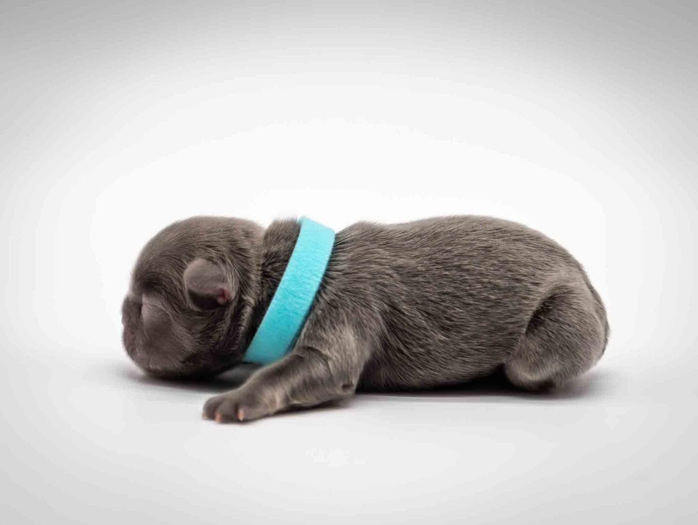 Newborn gray puppy with blue collar lying on a white background