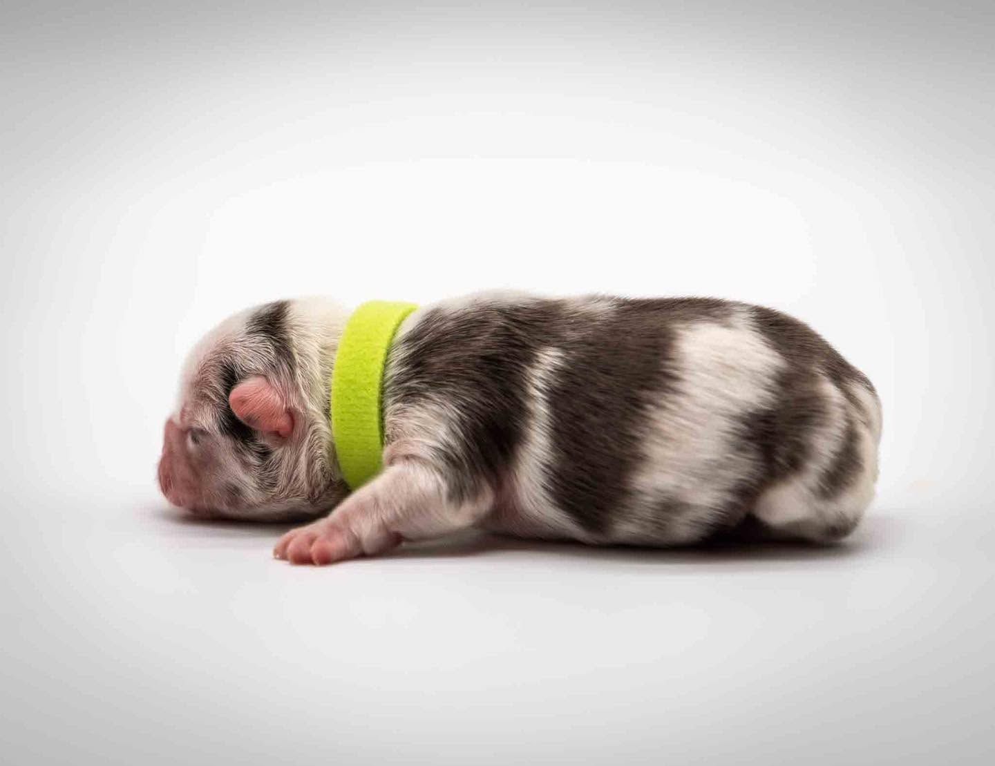 Sleeping newborn puppy with a neon green collar on a white background