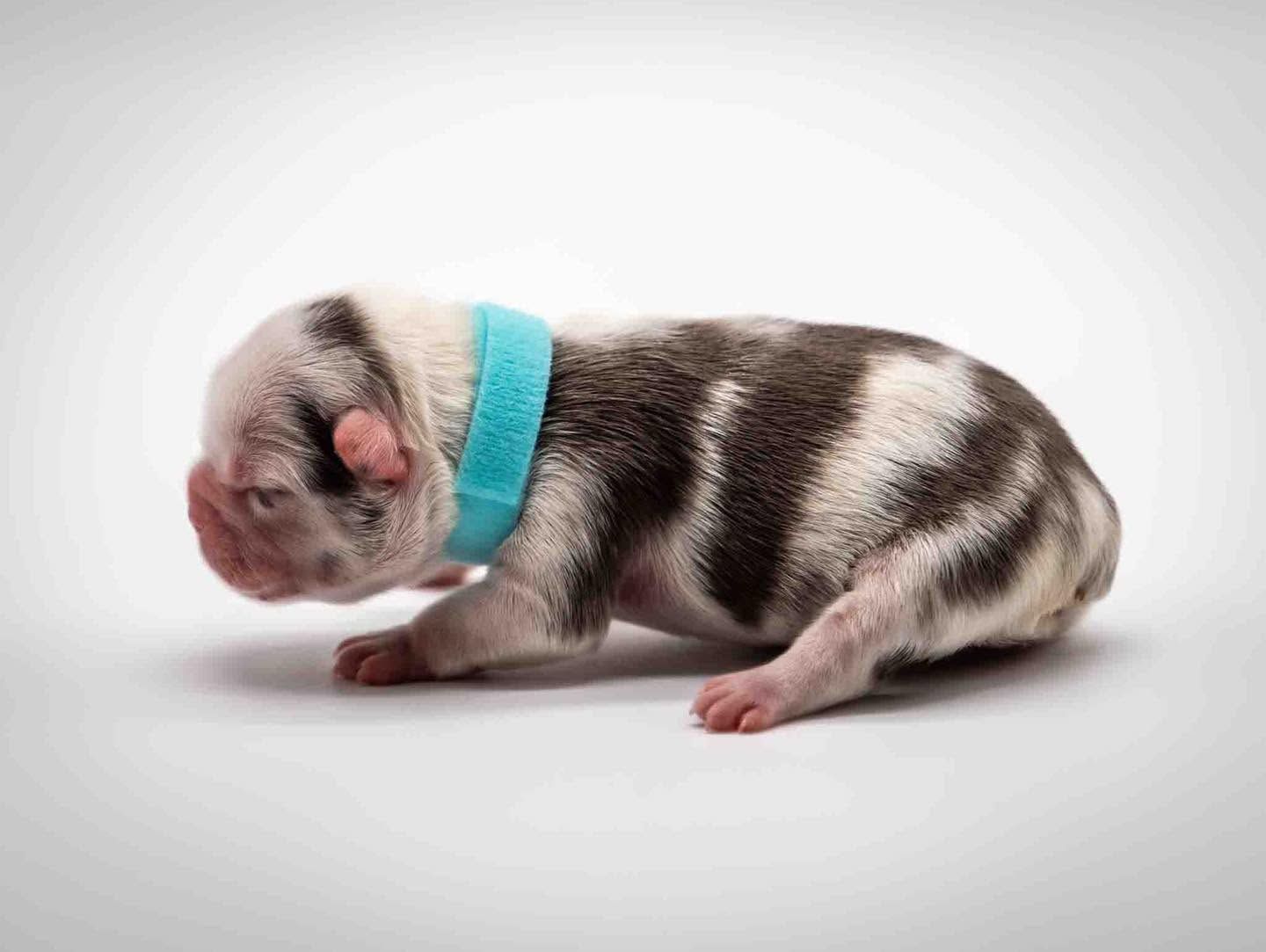 Newborn piglet with turquoise collar lying on a white background