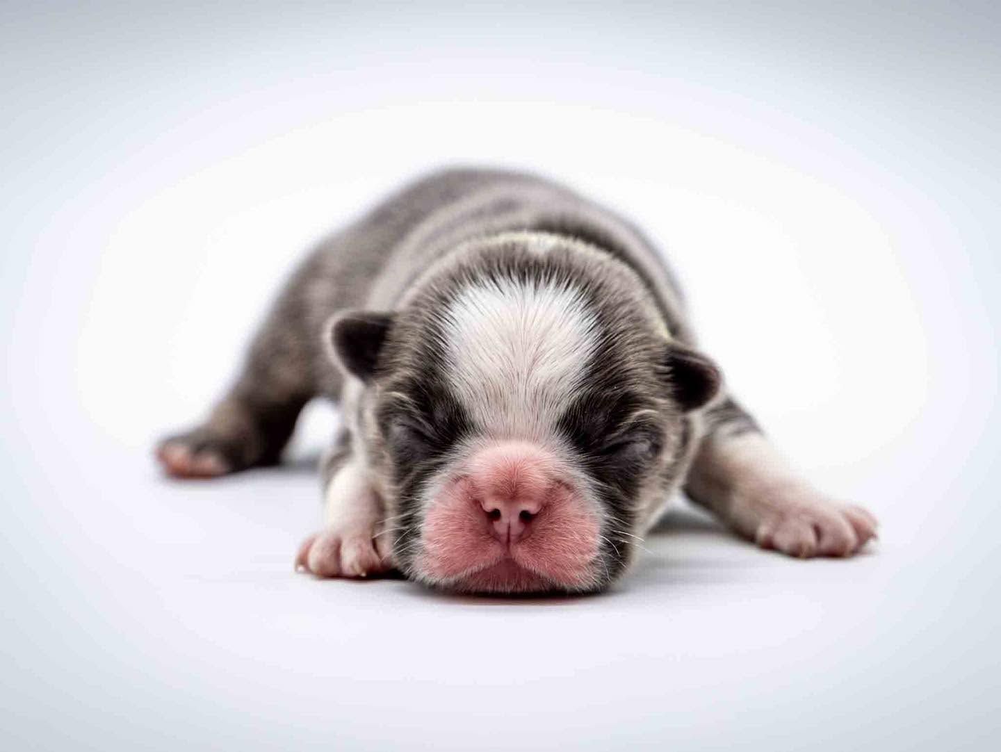 Newborn puppy lying down on a white background, with gray fur and a pink nose