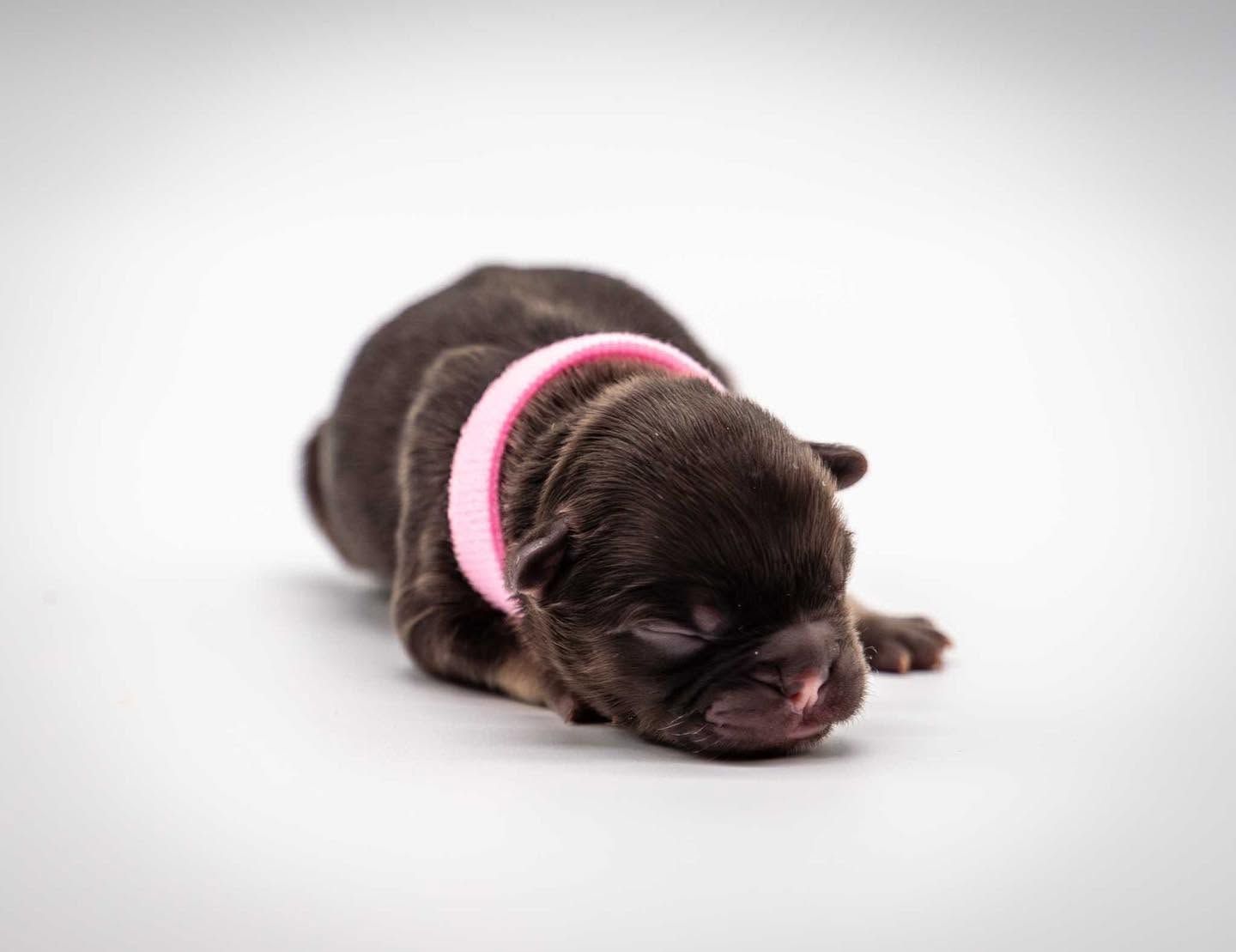 Sleeping brown puppy wearing a pink collar on a white background