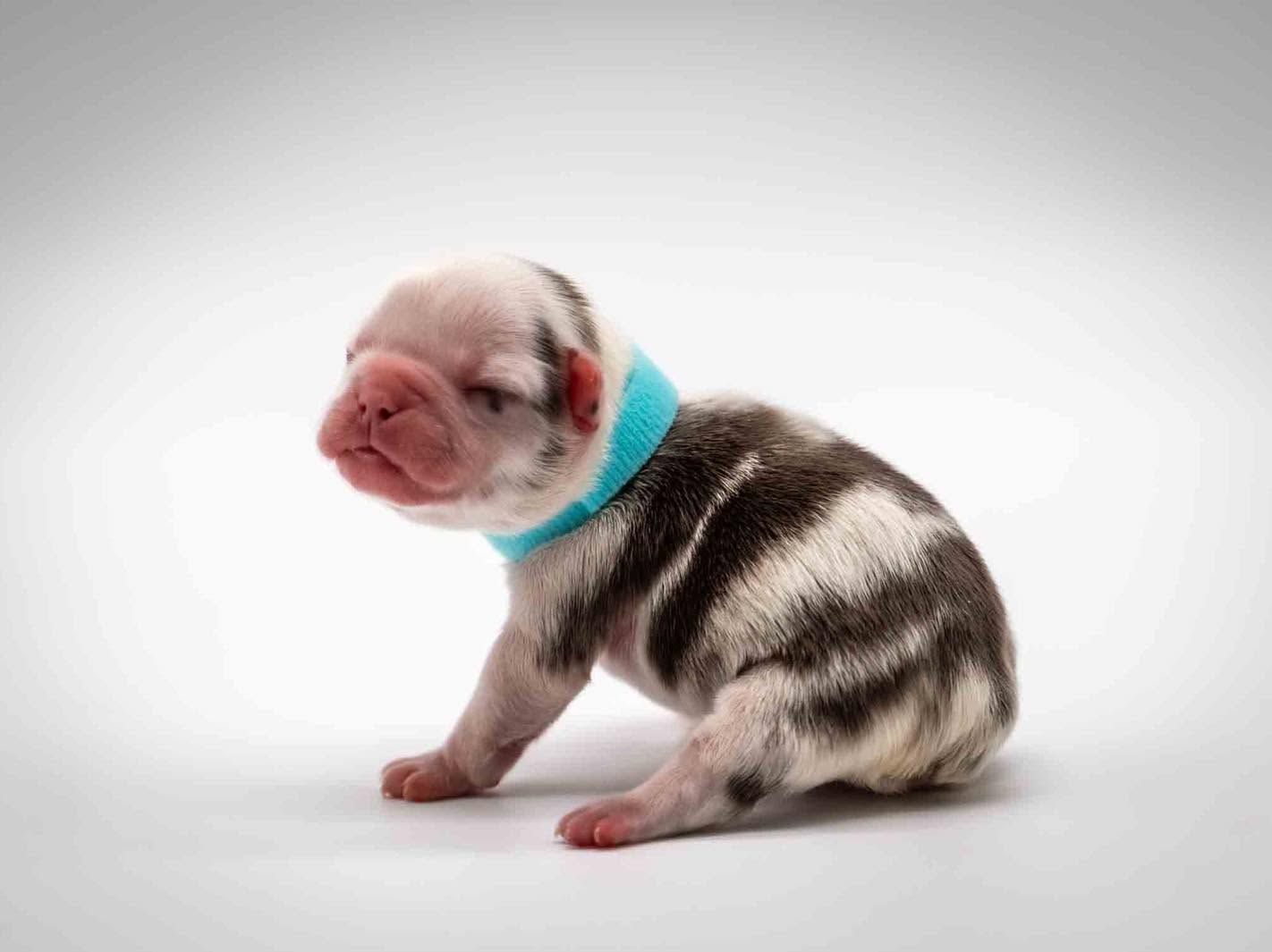 Newborn puppy with a turquoise collar sitting on a white background