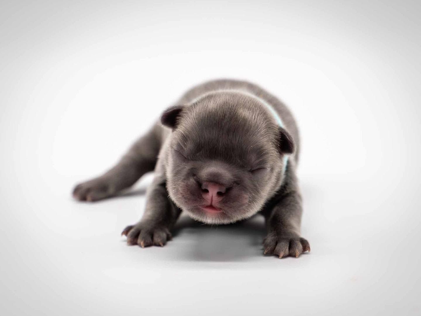 Tiny gray puppy lying on a white background, facing forward with eyes closed.