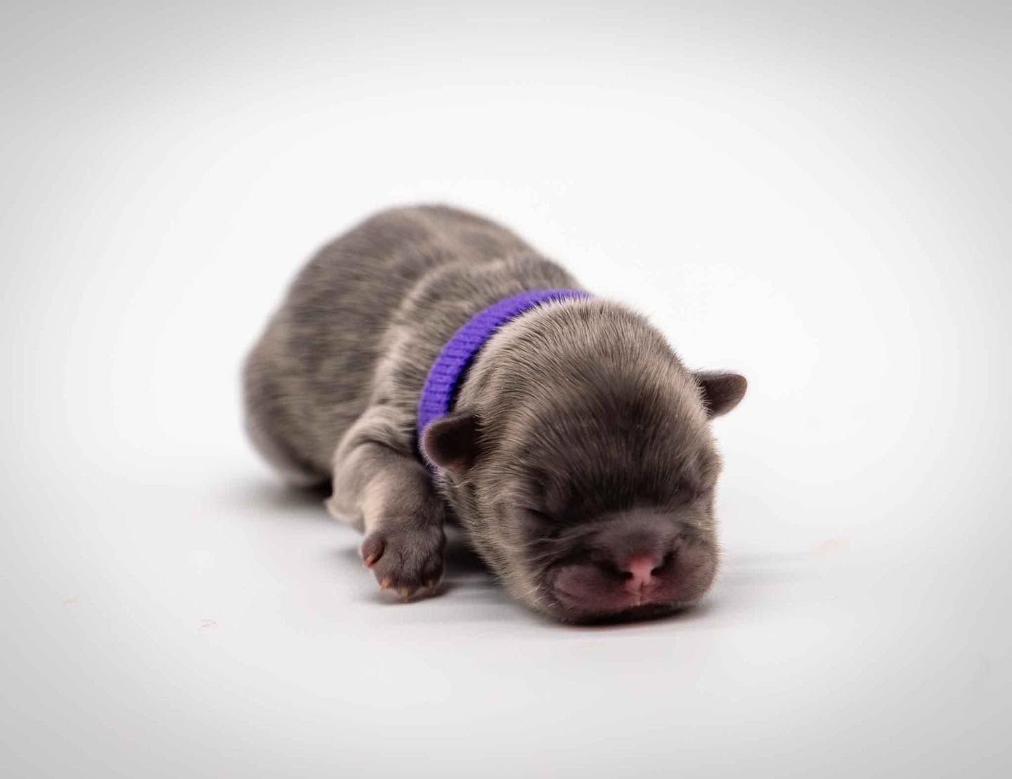 Newborn gray puppy with a purple collar lying on a white background