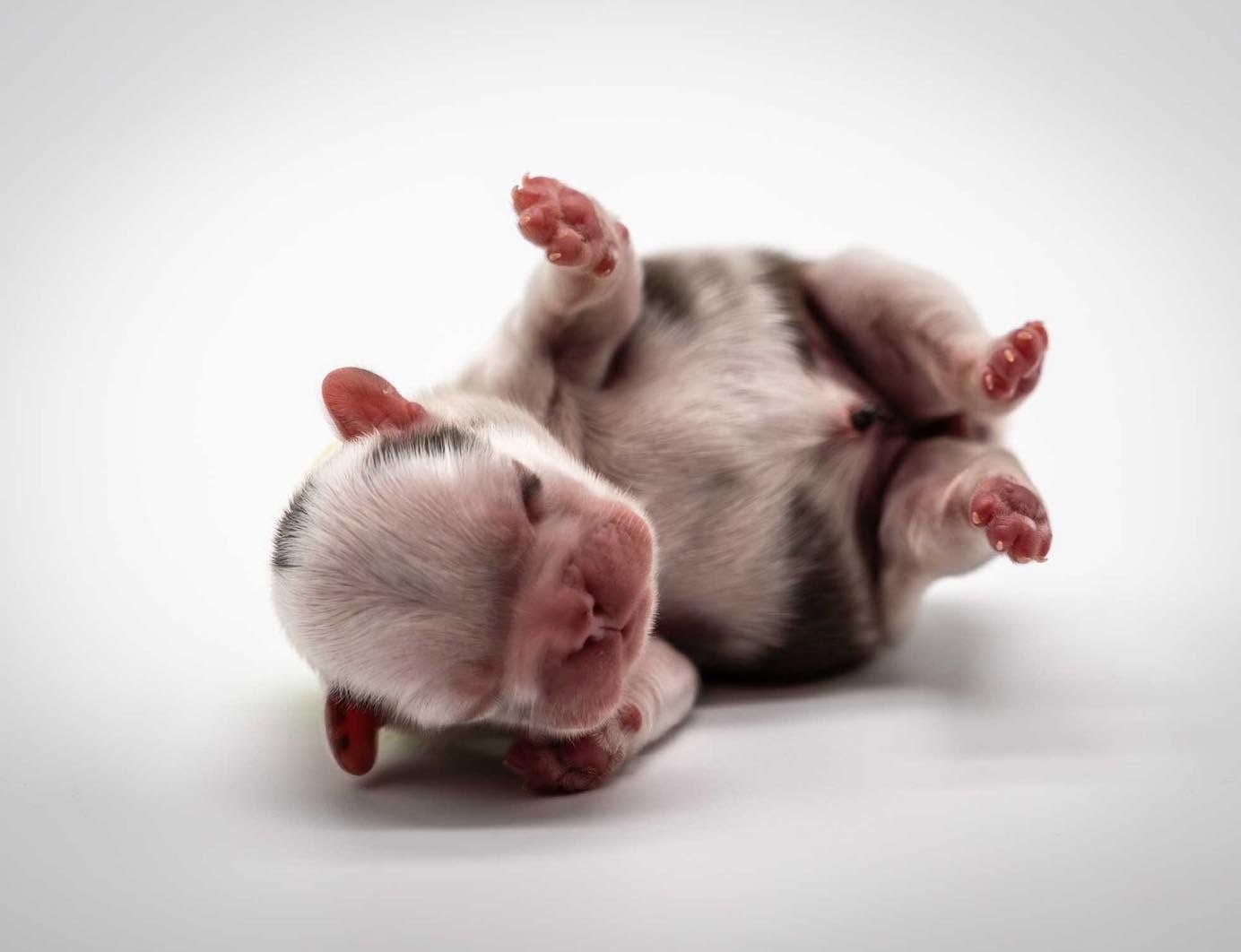 Two sleeping newborn puppies lying on their backs on a white background