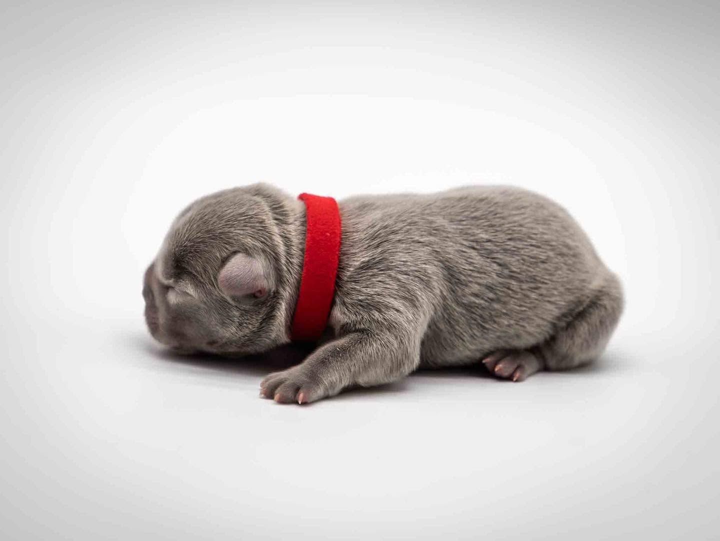 Sleeping gray puppy wearing a red collar on a white background