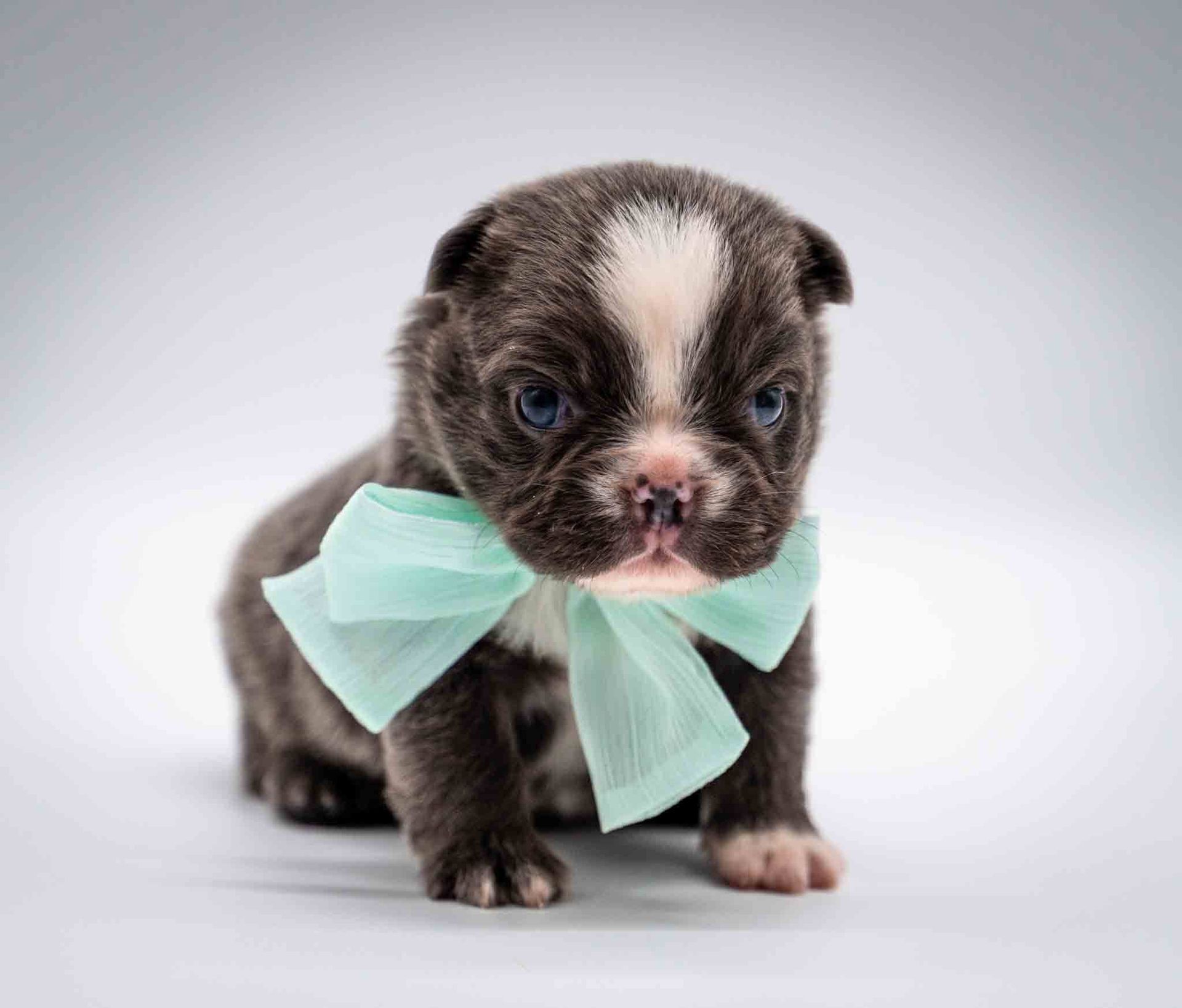 Small brown-and-white puppy wearing a mint green bow against a plain white background