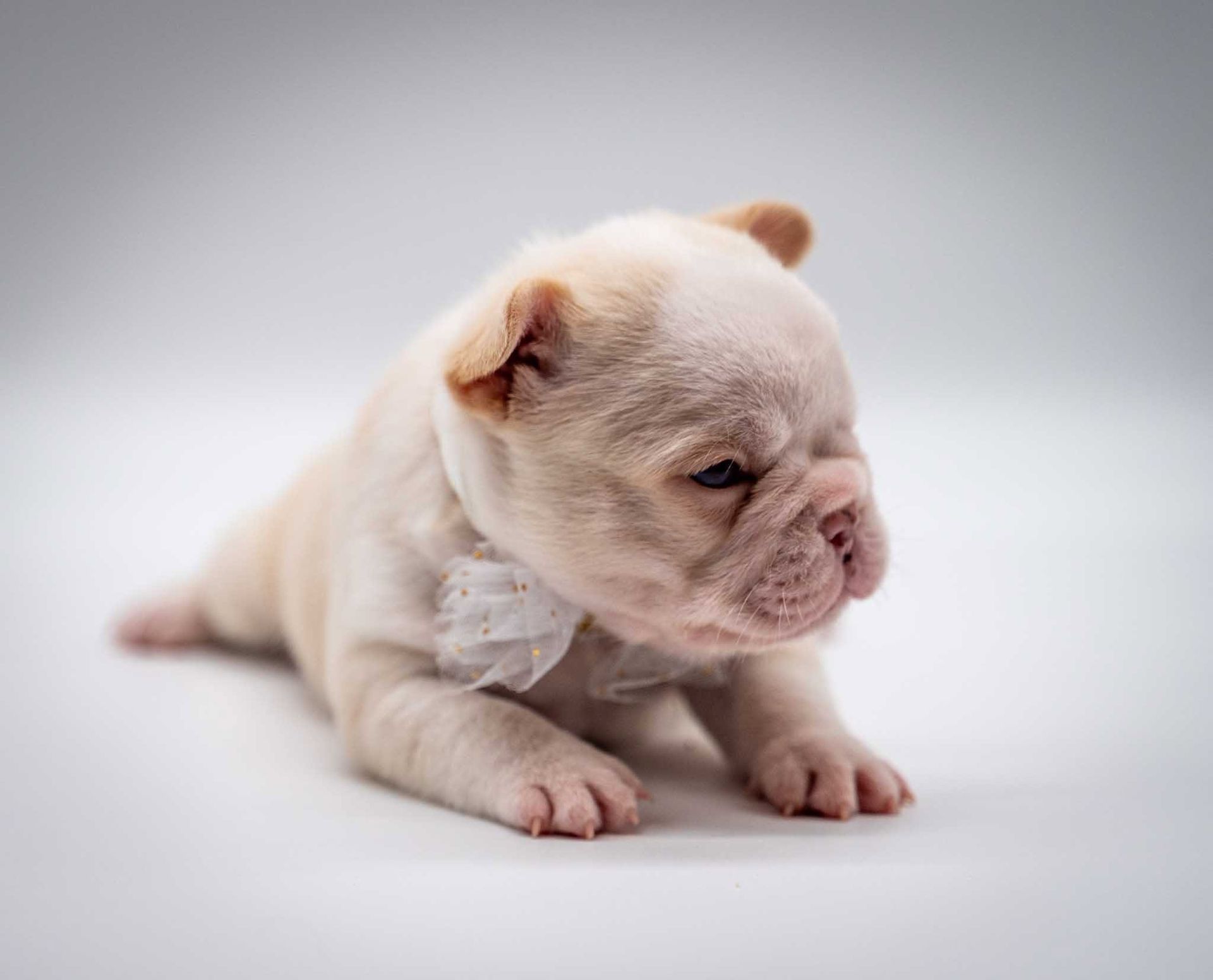 Tiny cream-colored puppy resting on a white surface, eyes closed, against a soft gray background