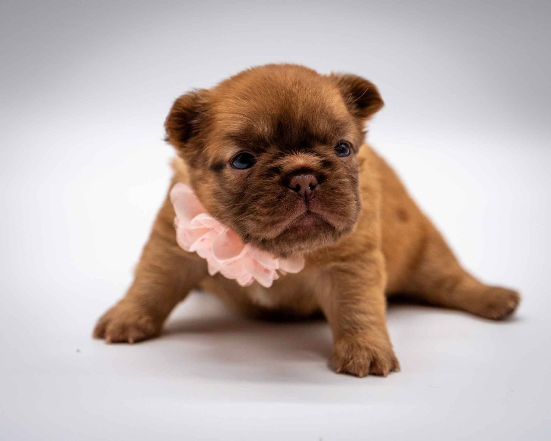 Brown puppy wearing a pink frilly collar, standing on a white background